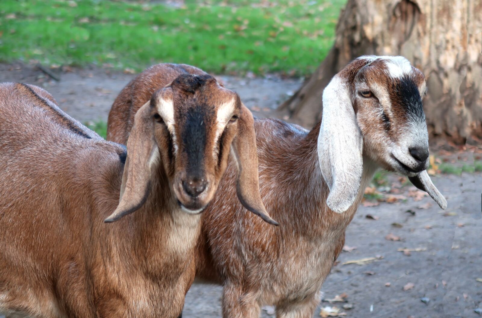 Canon PowerShot G7 X Mark II sample photo. Goat, nubian goat, lop photography