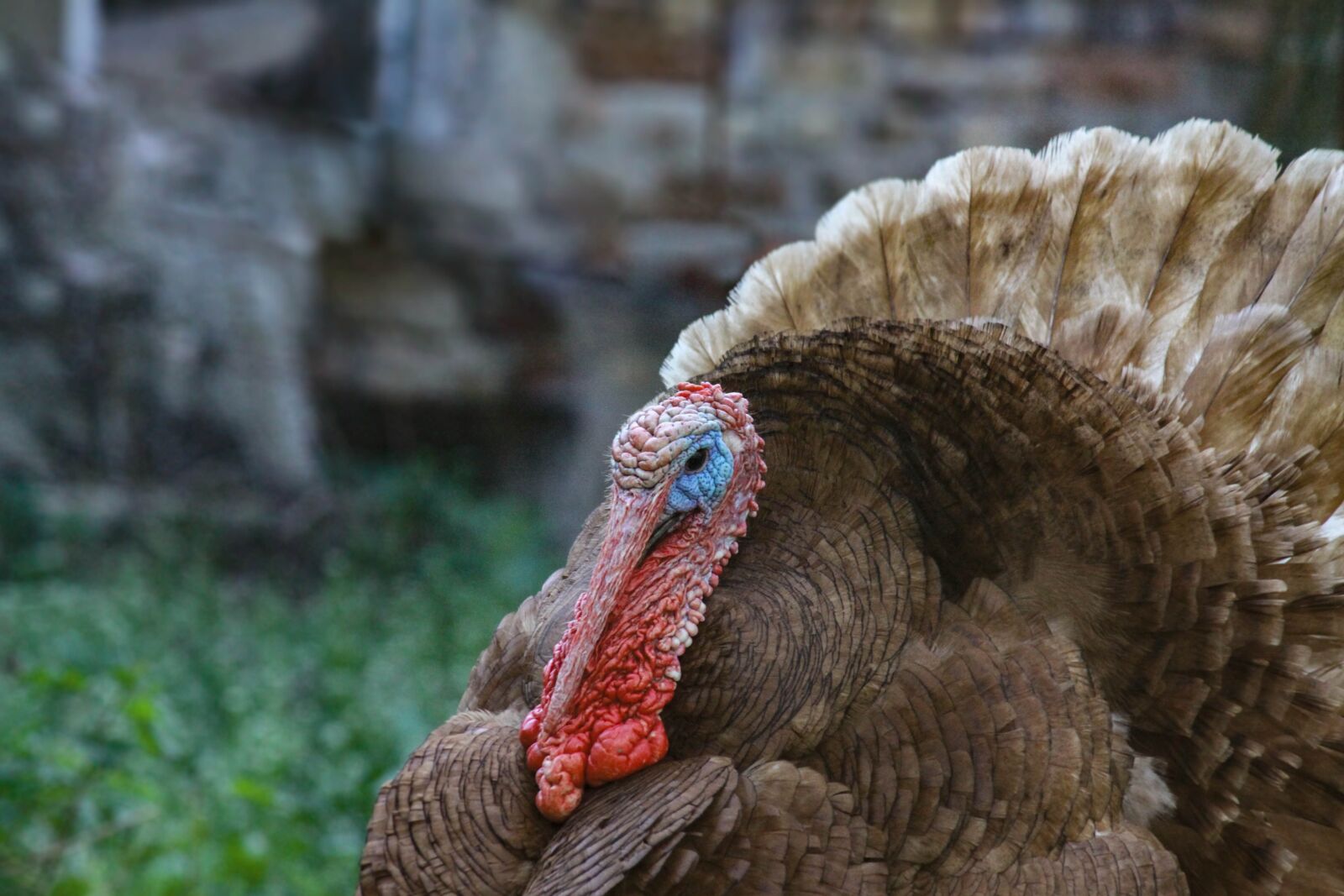 Canon EOS 50D sample photo. Turkey, animal, bird photography