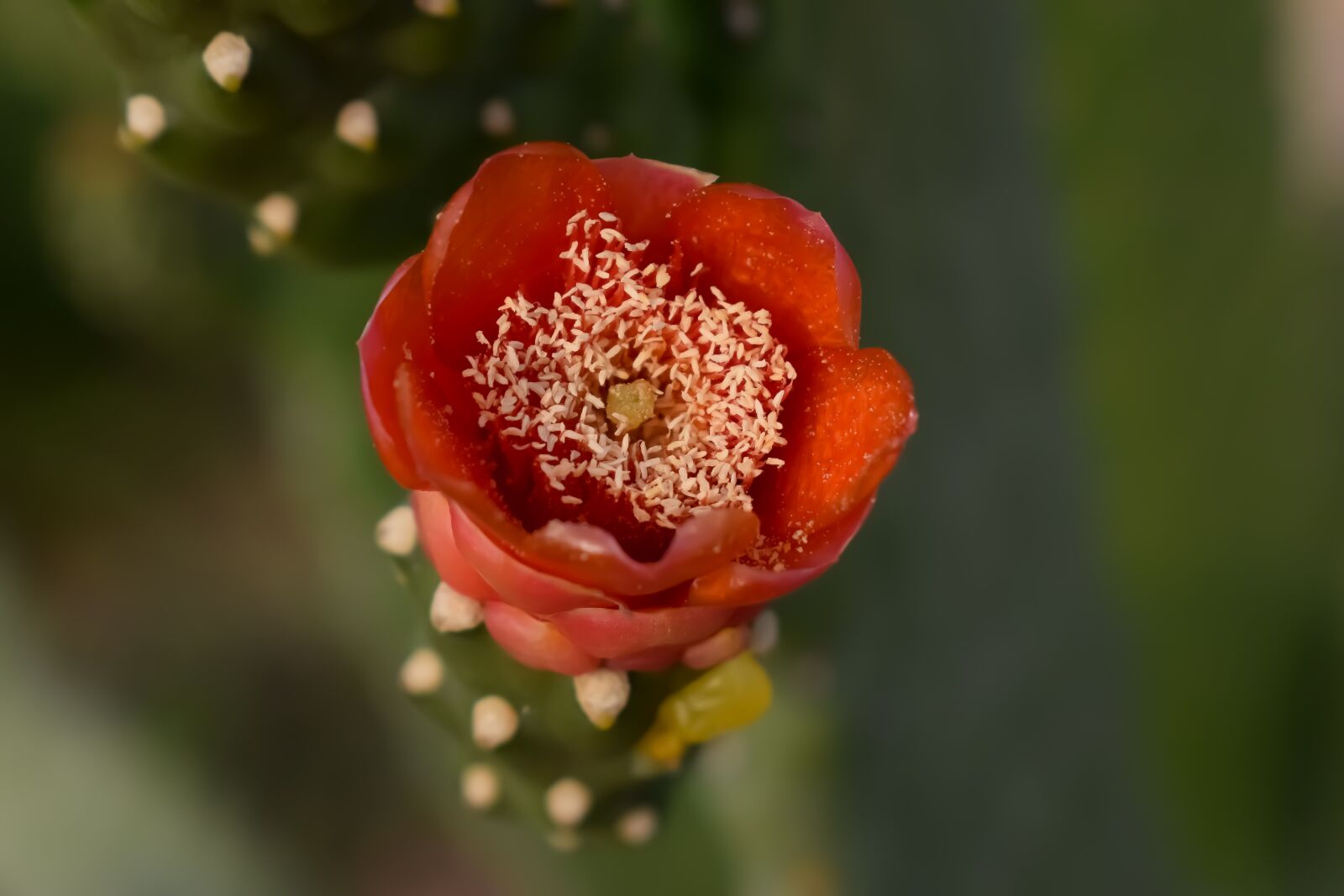 Nikon D3300 sample photo. Flower, cactus, nature photography