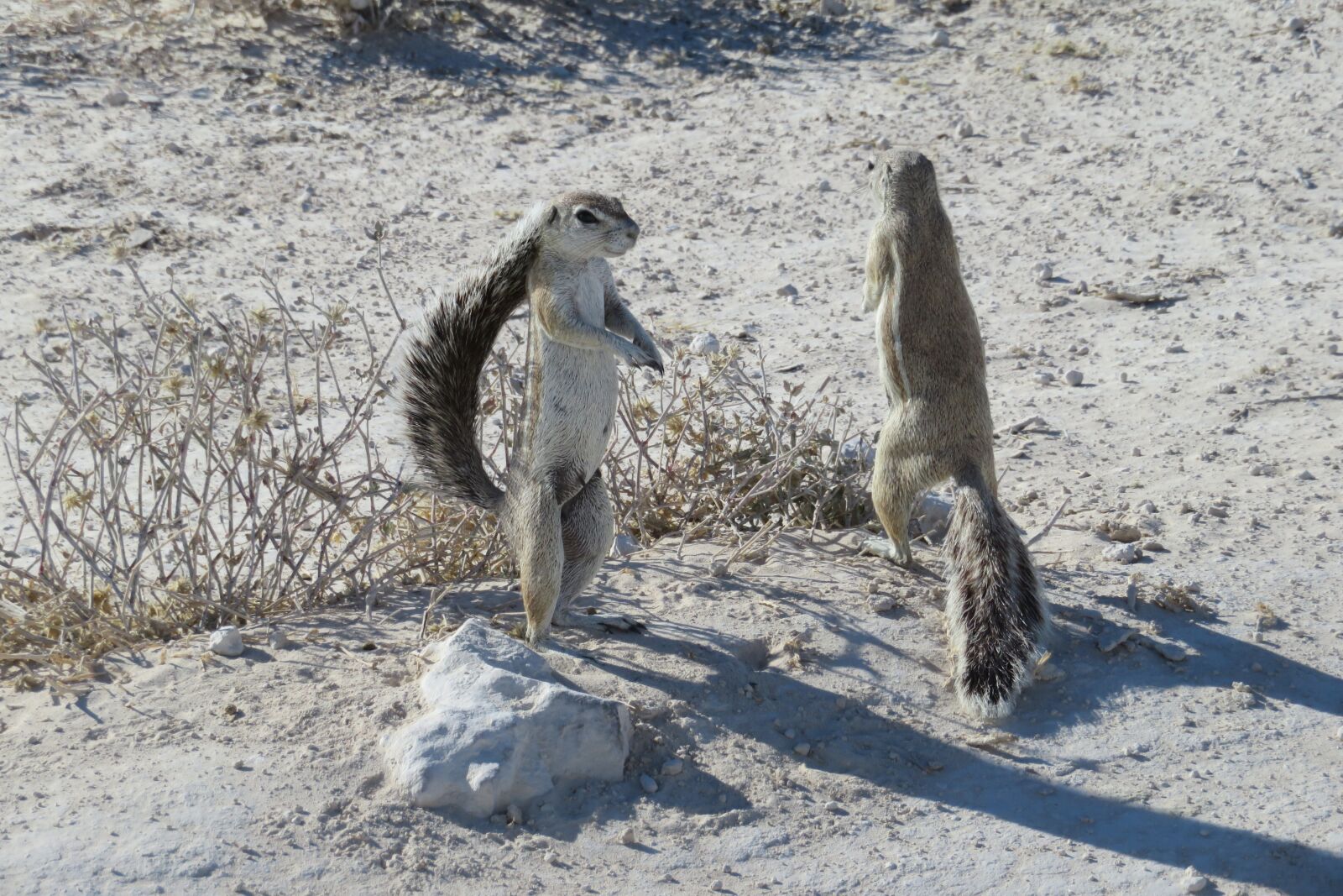 Canon PowerShot SX720 HS sample photo. Squirrel, standing, grey photography
