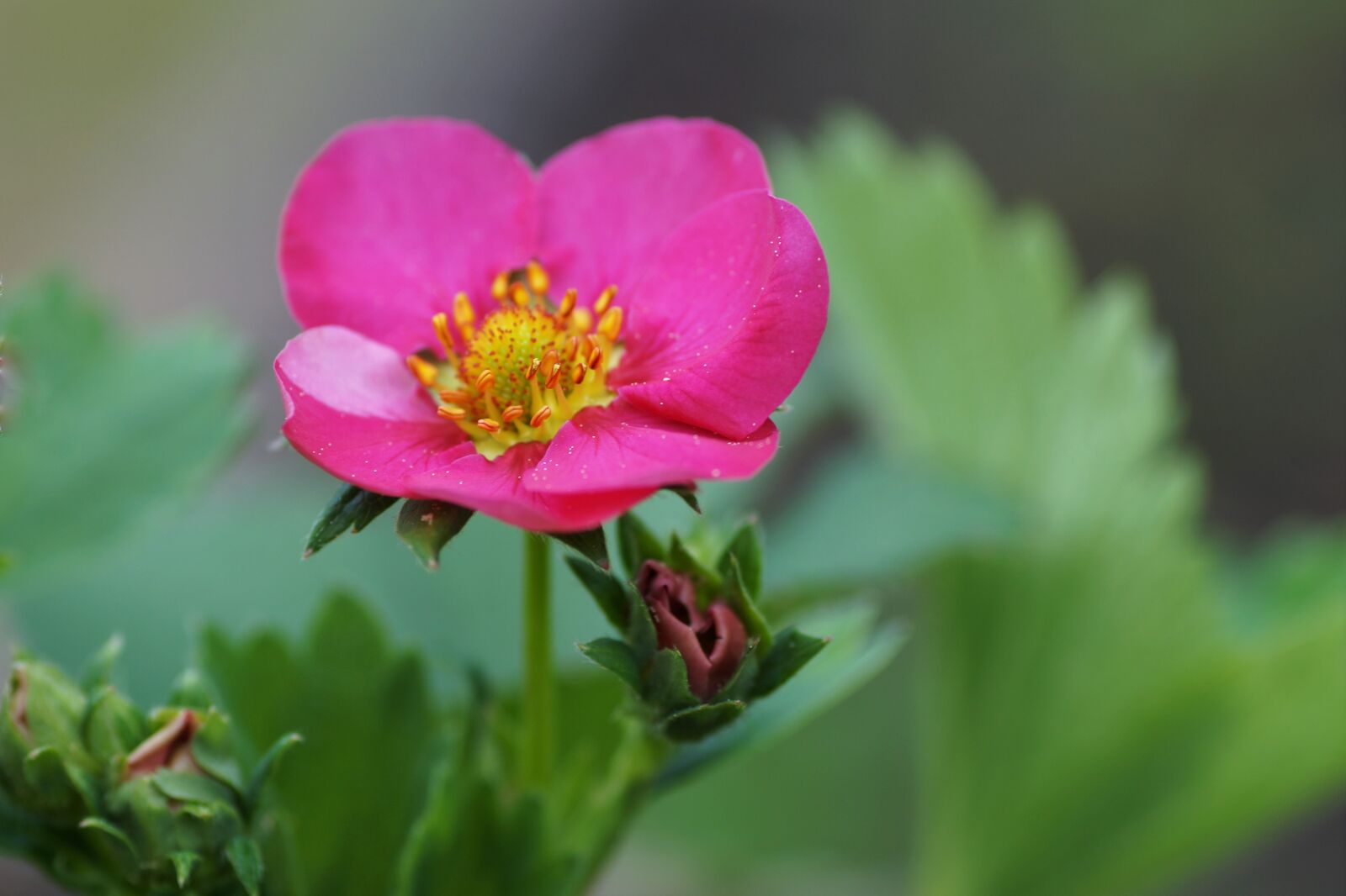 Sony SLT-A58 sample photo. Strawberry, flower, still fruiting photography