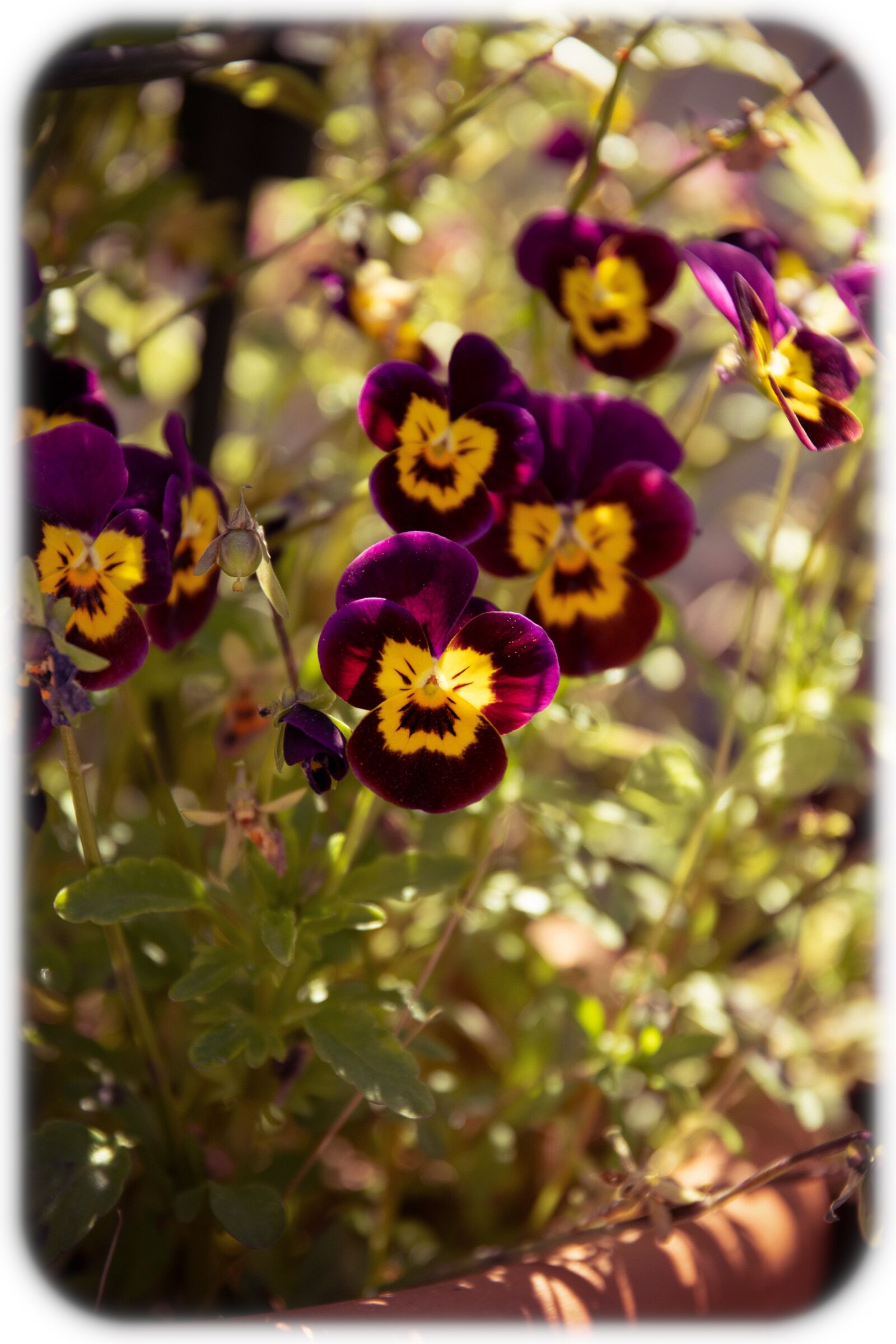 Nikon D7500 sample photo. Plant, pansy, flower photography