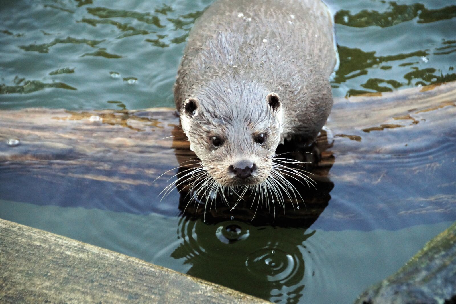 Sony SLT-A58 sample photo. Otter, fluvial, water photography