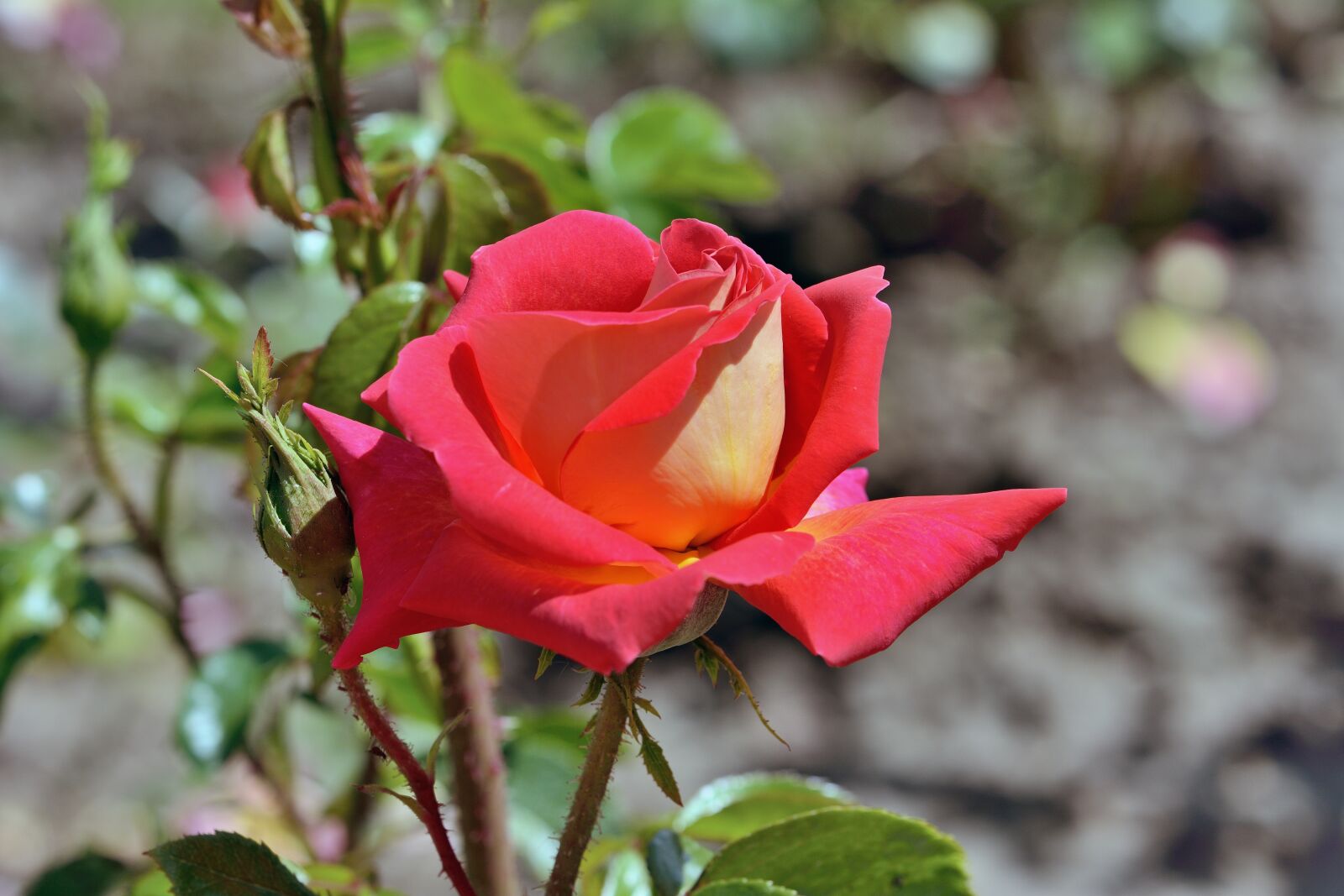 Nikon D7100 sample photo. Rosa, flower, nature photography