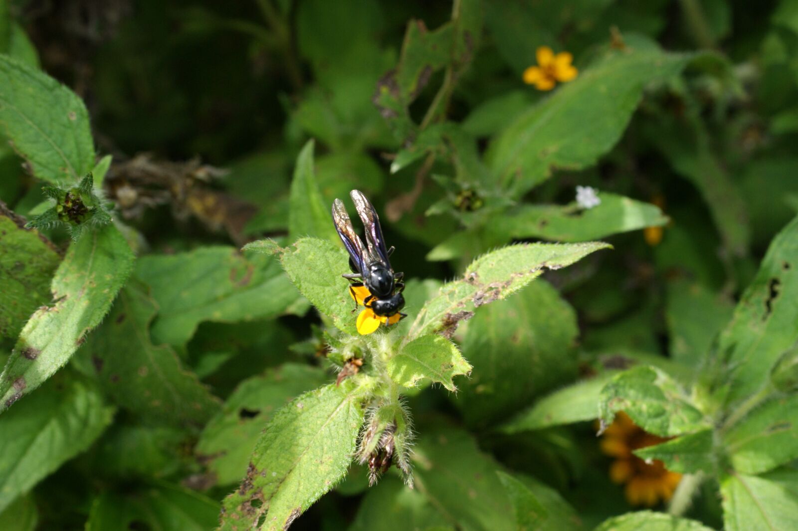 Sony Alpha DSLR-A390 sample photo. Nature, finlandia, quindio photography