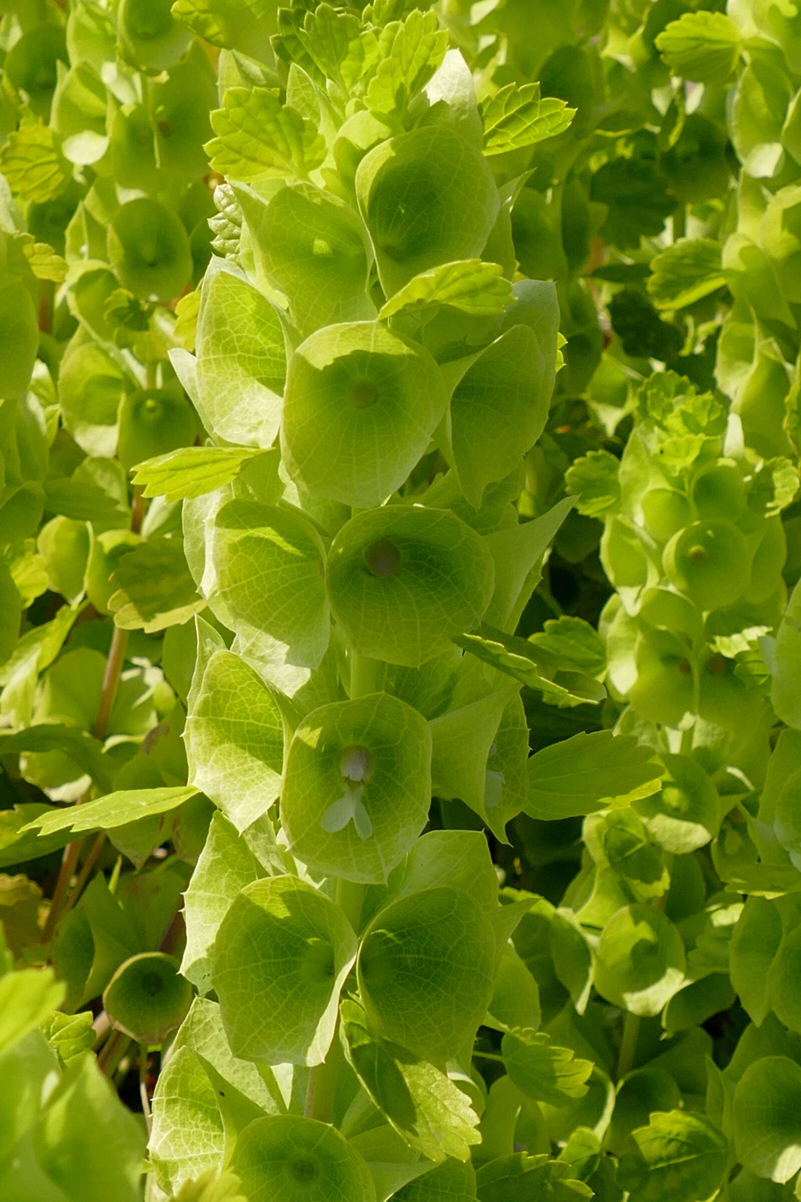 Panasonic Lumix DMC-FZ1000 sample photo. Plant, flora, green photography