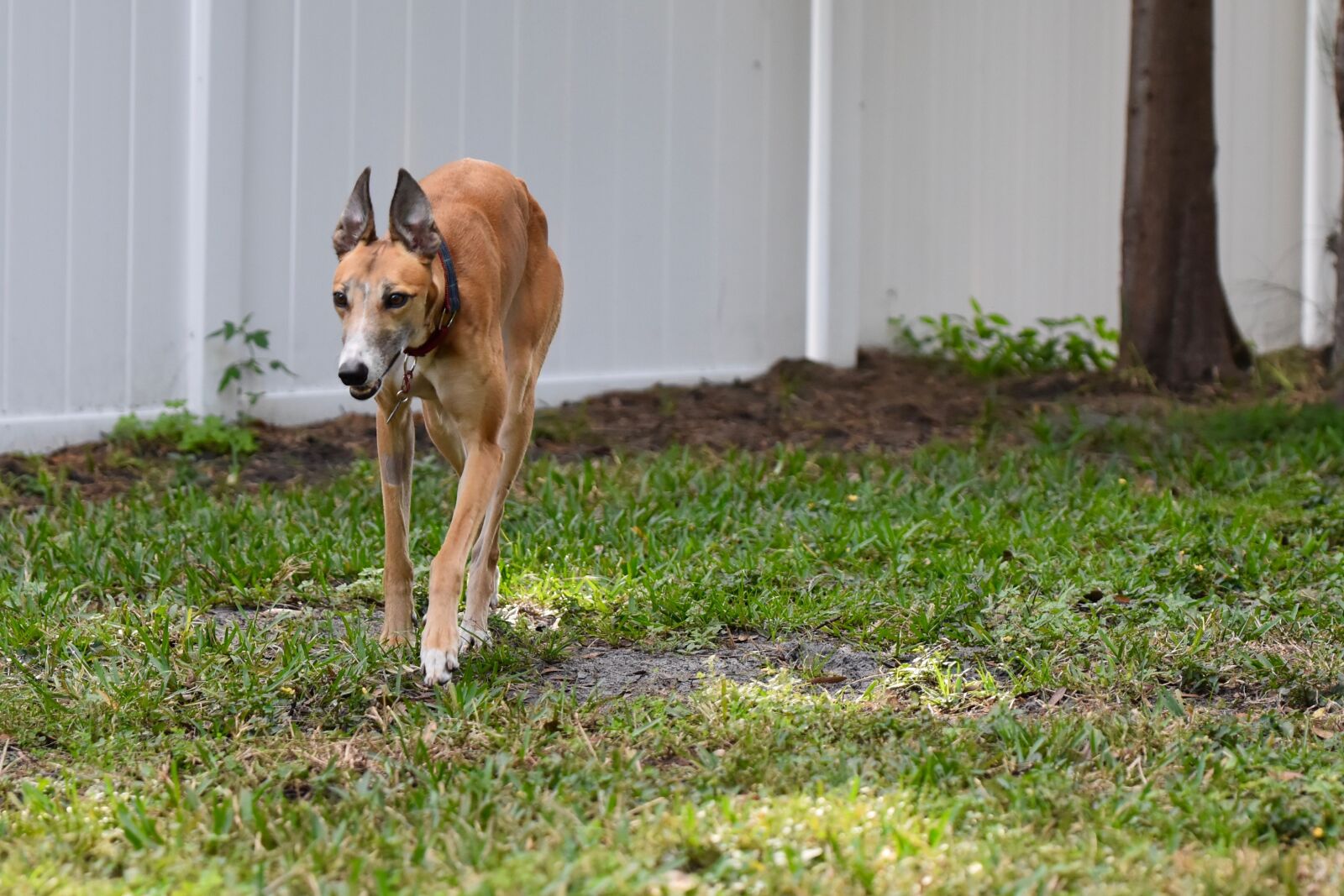 Nikon D5500 sample photo. Greyhound, sight hound, retired photography