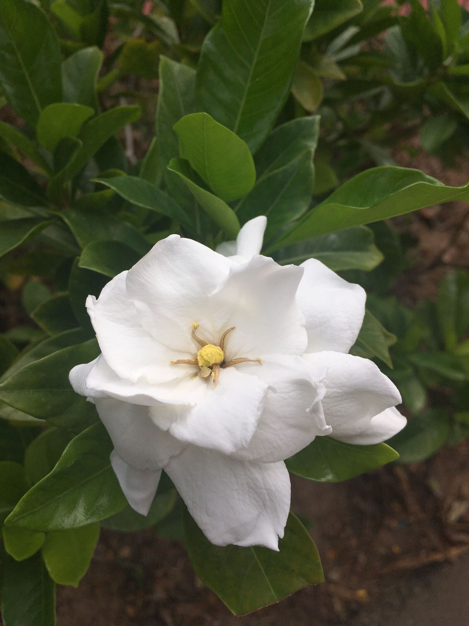 iPhone SE back camera 4.15mm f/2.2 sample photo. Flower, nature, spring photography