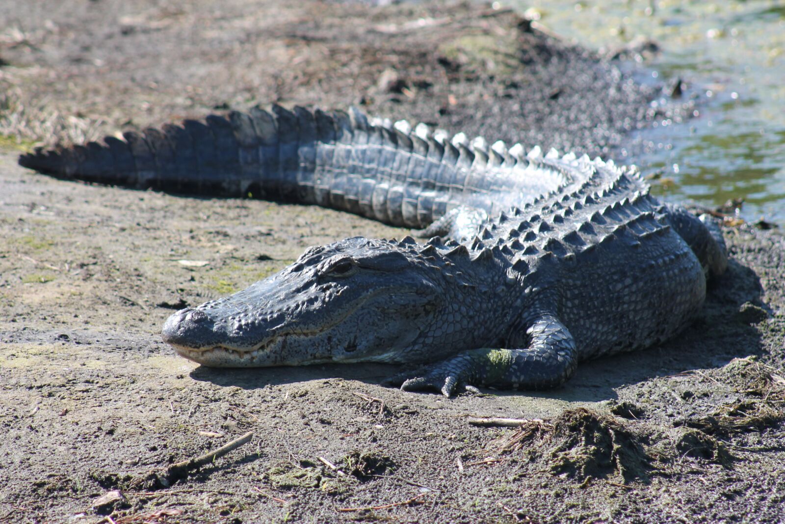 Canon EOS 1100D (EOS Rebel T3 / EOS Kiss X50) sample photo. Alligator, gator, wildlife photography
