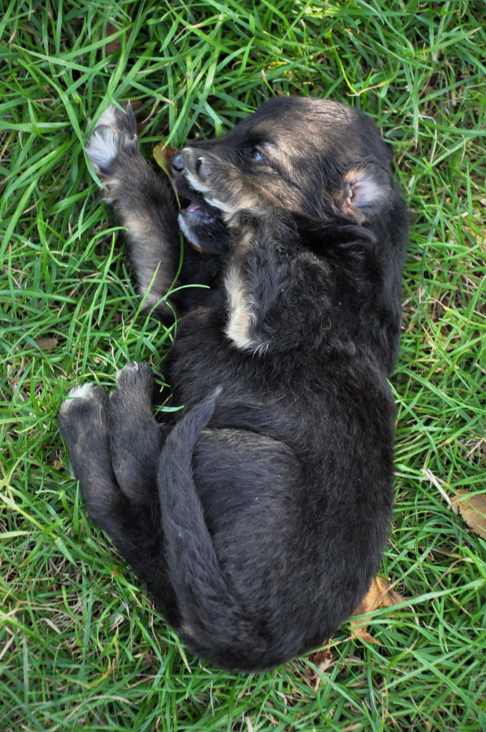 Nikon D90 sample photo. Dog, training, home photography