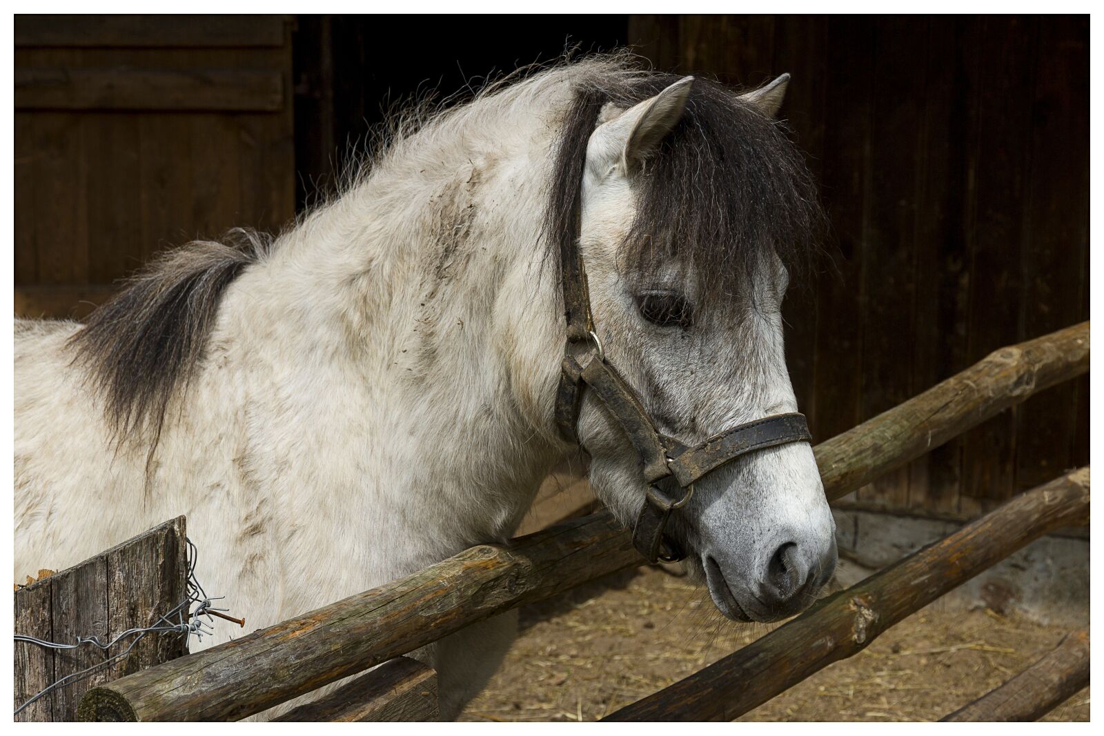 Canon EOS 7D + Canon EF-S 15-85mm F3.5-5.6 IS USM sample photo. The horse, animal, nice photography