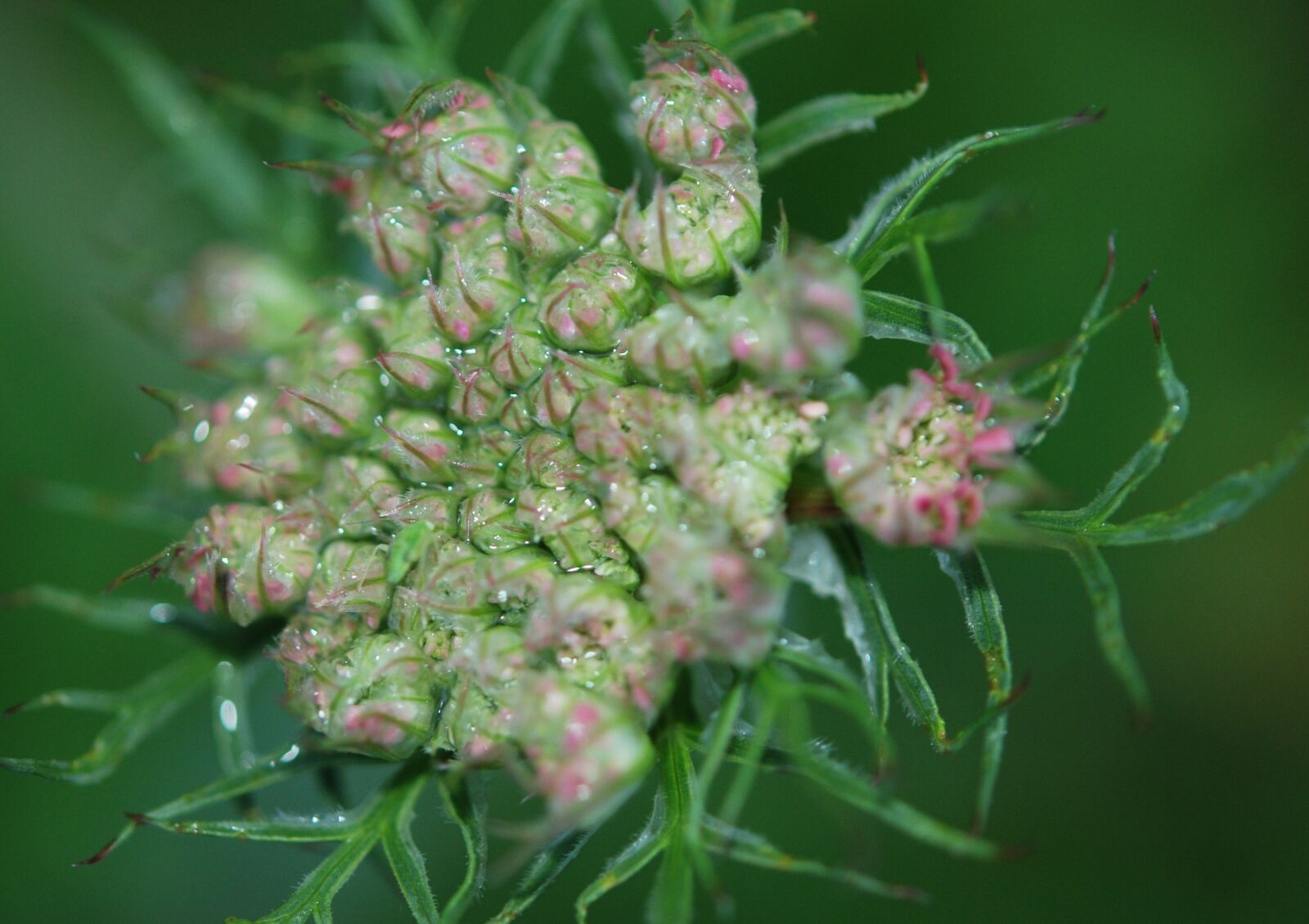 Nikon D80 sample photo. Flowers, buds, cluster photography
