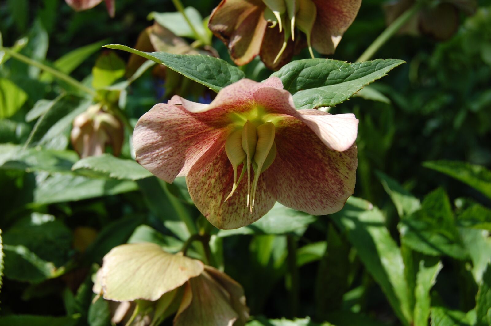 Nikon D40 sample photo. Flower, pink, red photography