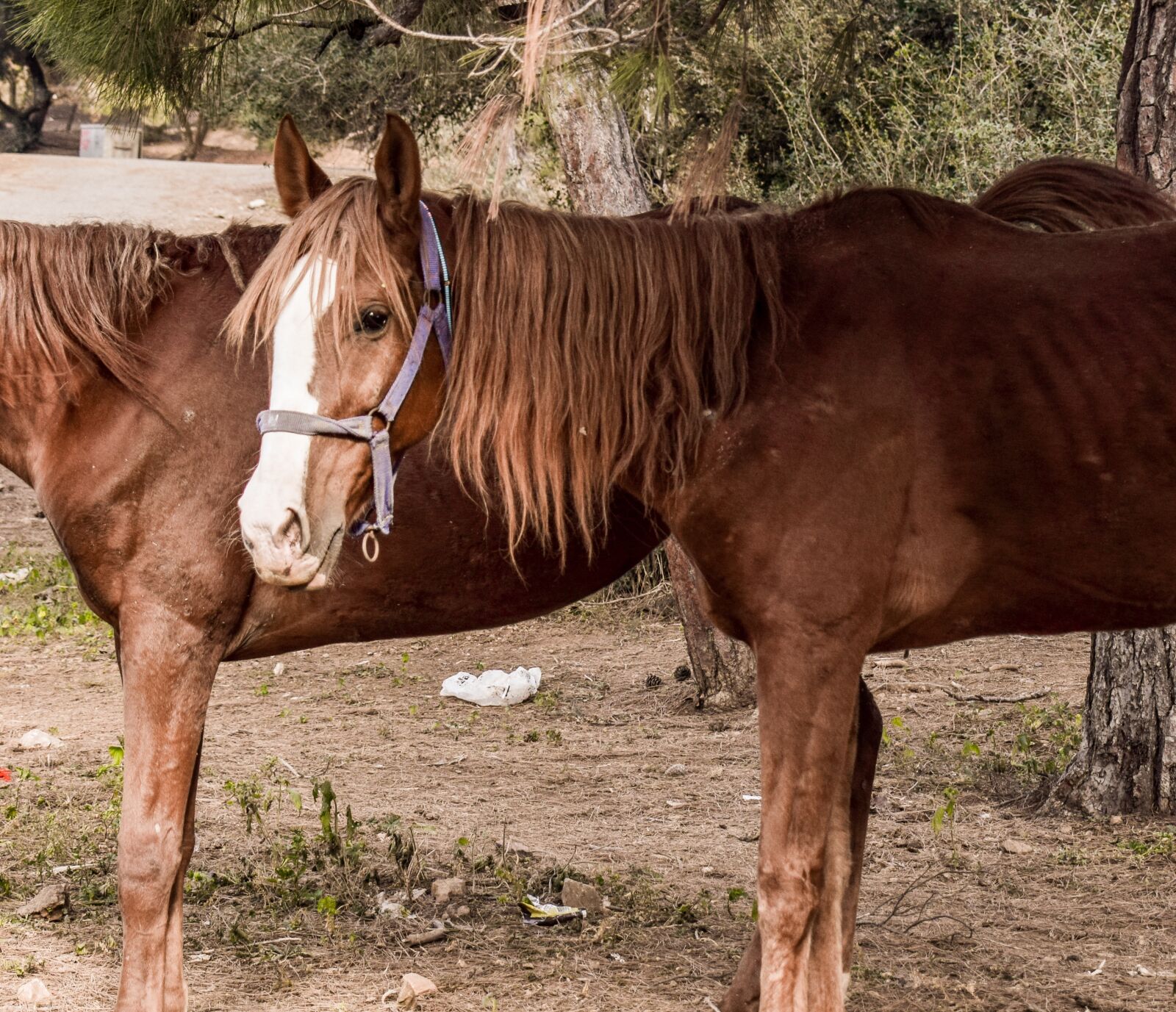 Nikon D3300 sample photo. Hours, pony, brown photography
