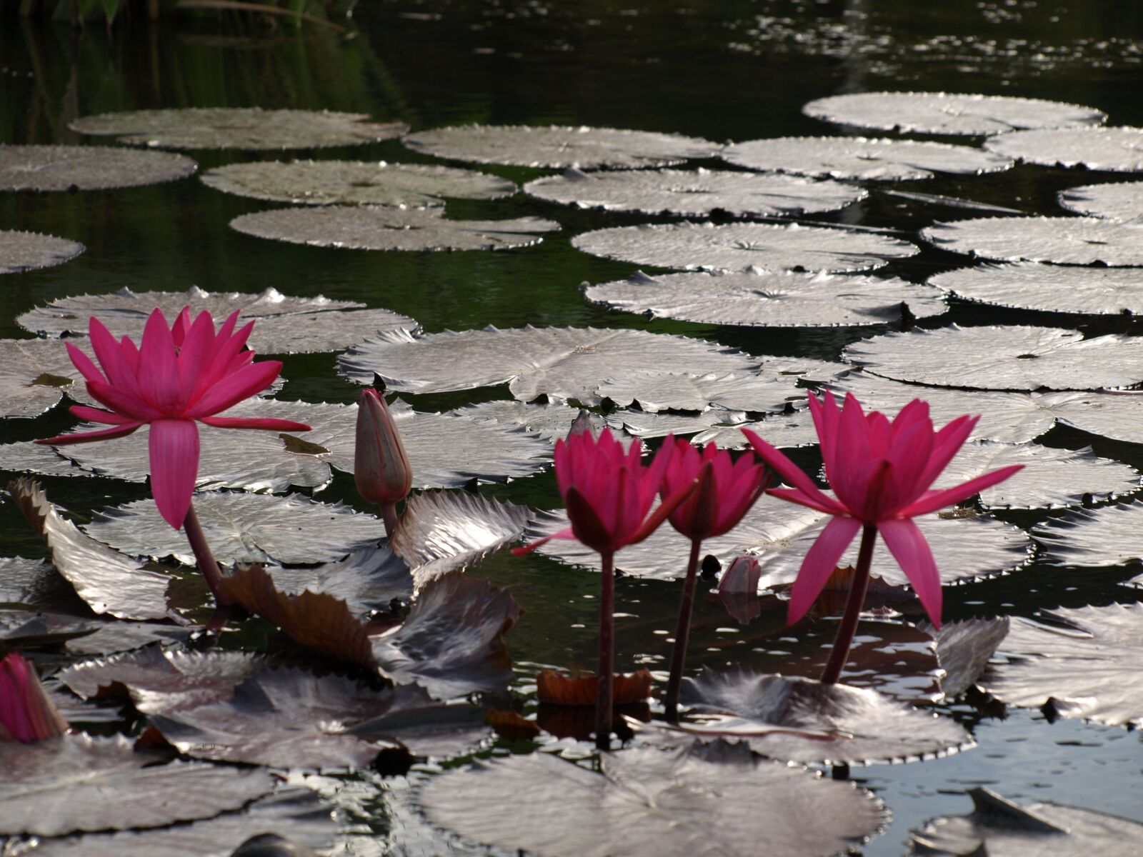 Olympus E-410 (EVOLT E-410) sample photo. Lotus, flowers, lake photography