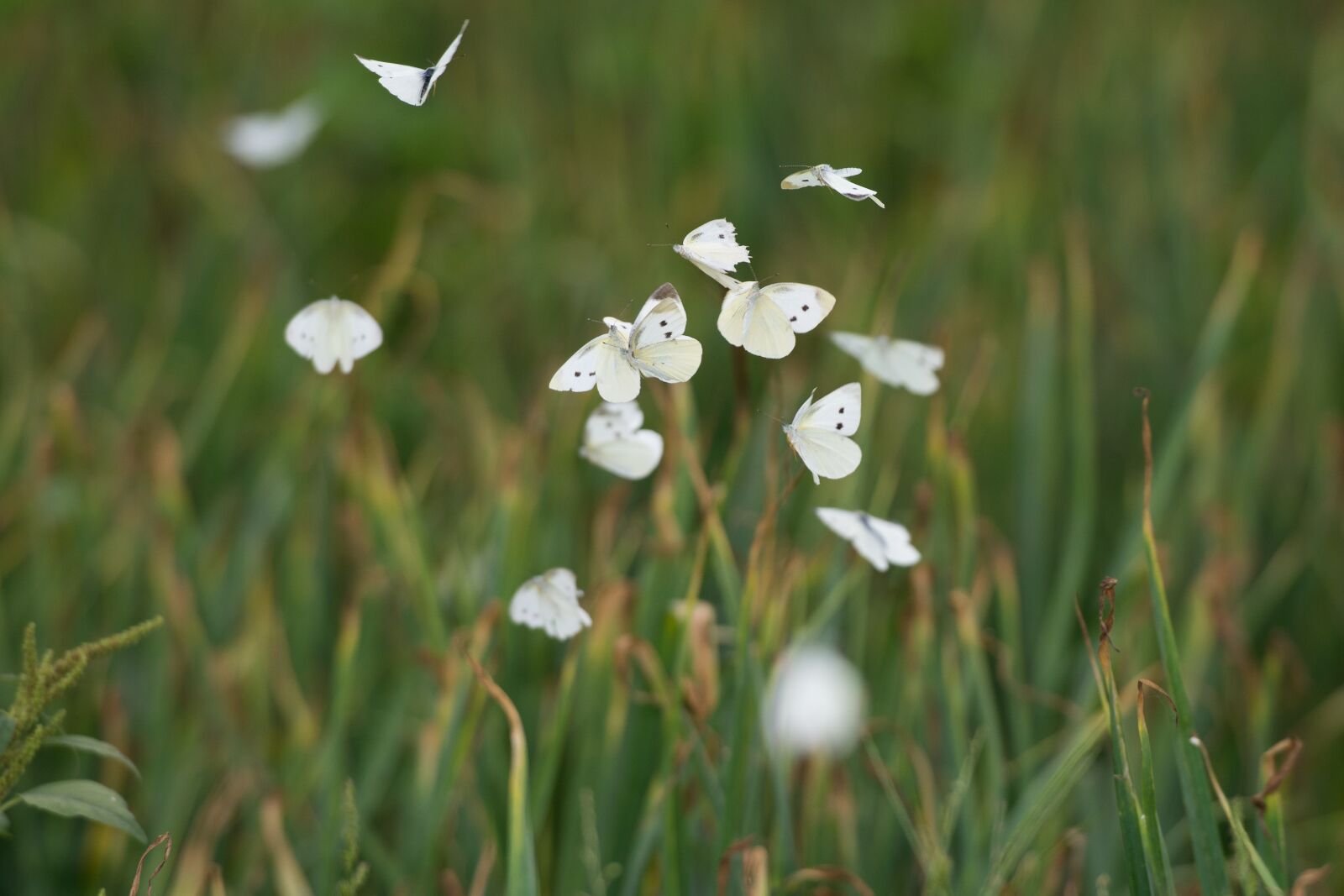Nikon D7100 sample photo. Butterfly, nature, flower photography