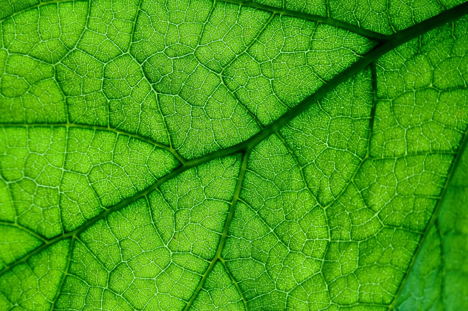 Nikon D90 sample photo. Leaf, plant, lived photography
