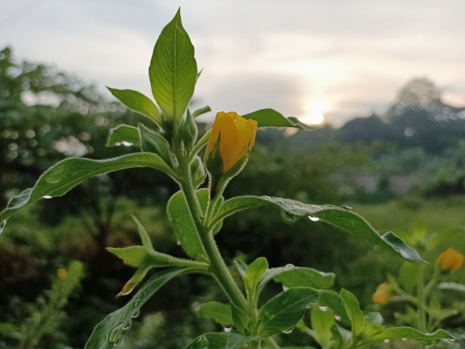 OPPO RENO3 sample photo. Wild plants, plants, nature photography
