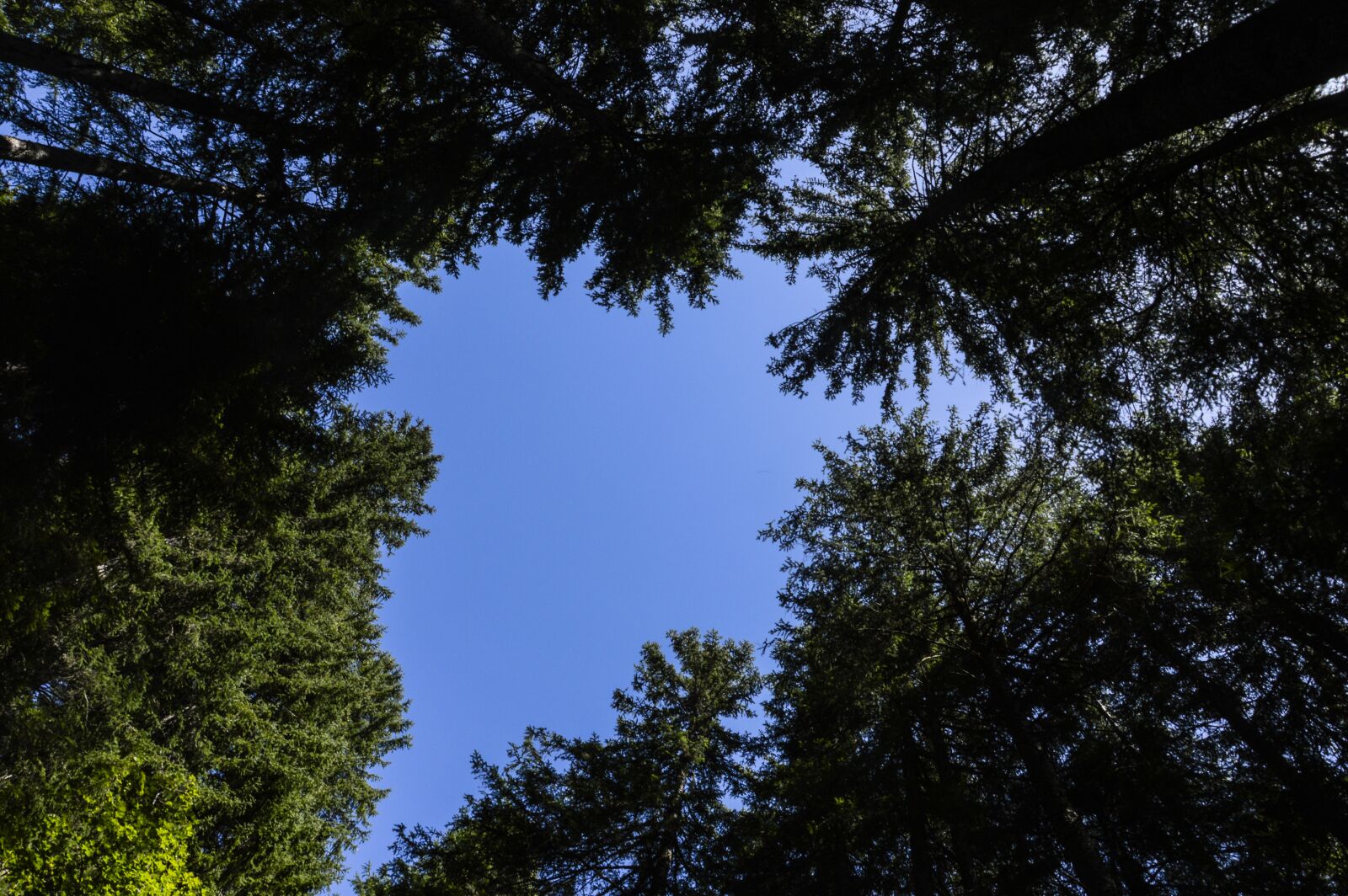 Nikon D3200 sample photo. Grindelwald, trees, switzerland photography
