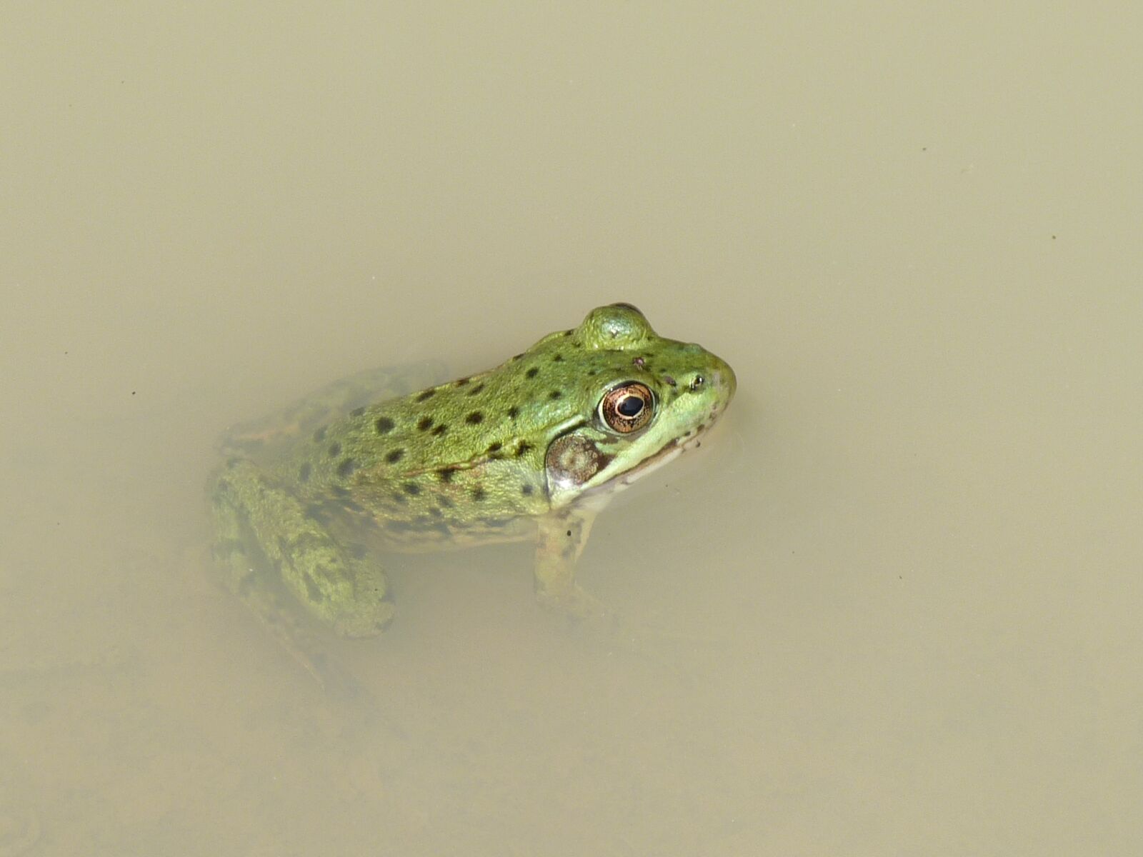 Panasonic Lumix DMC-FZ28 sample photo. Frog, marsh, mare photography
