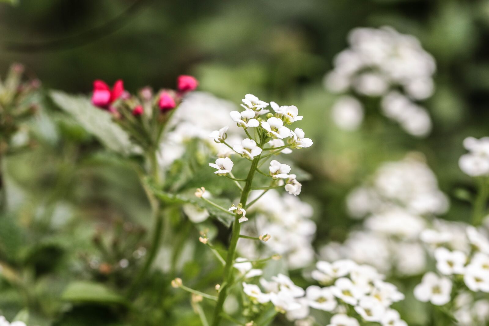 Canon EOS 7D Mark II sample photo. Flower, summer flower, garden photography