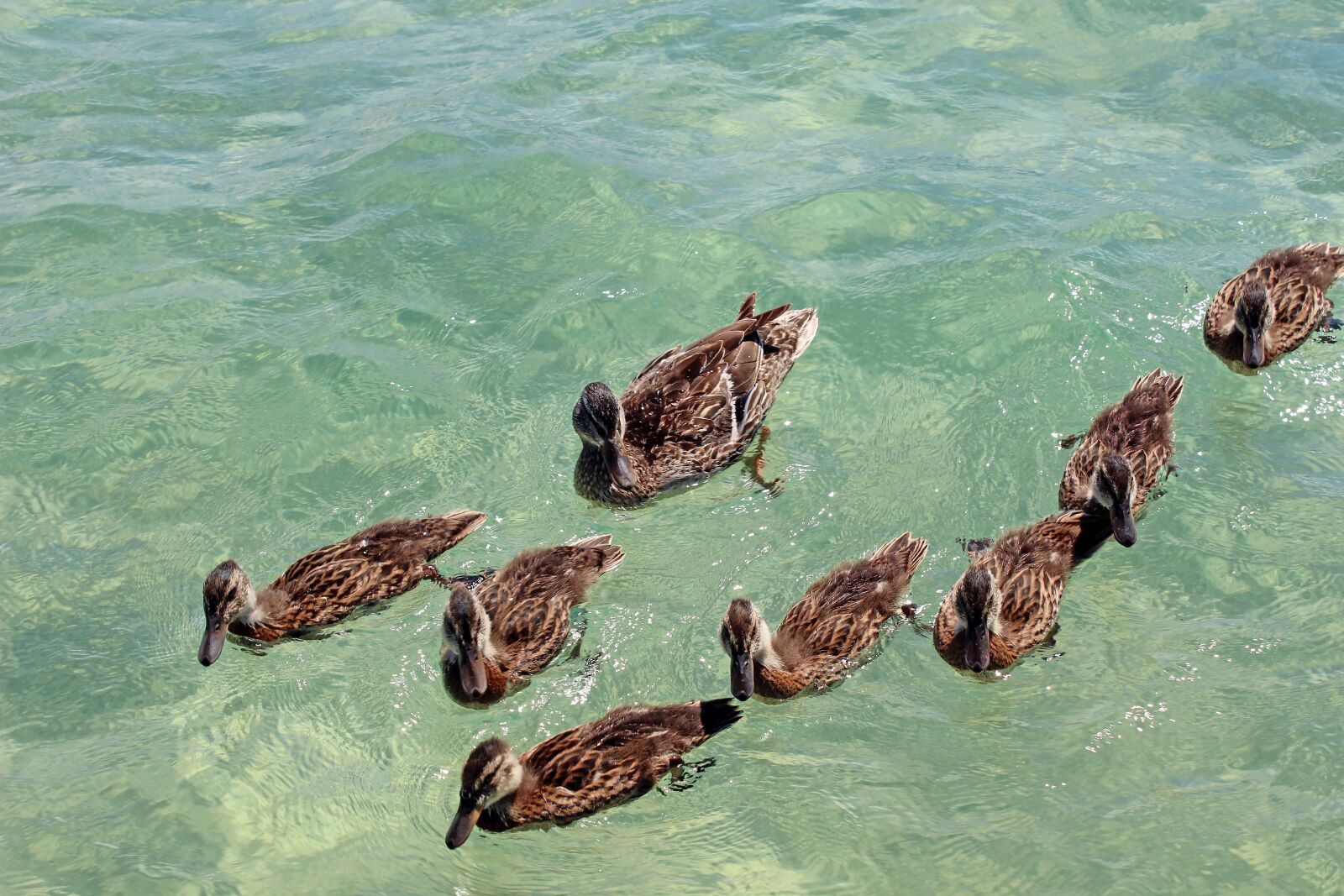 Canon EOS 600D (Rebel EOS T3i / EOS Kiss X5) sample photo. Ducks, lake, family photography