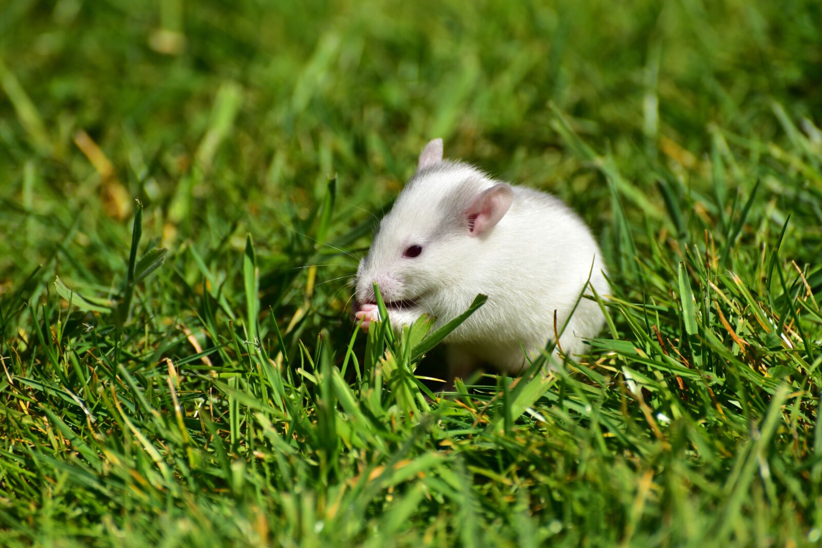 Nikon D750 sample photo. Rat, baby rats, needy photography