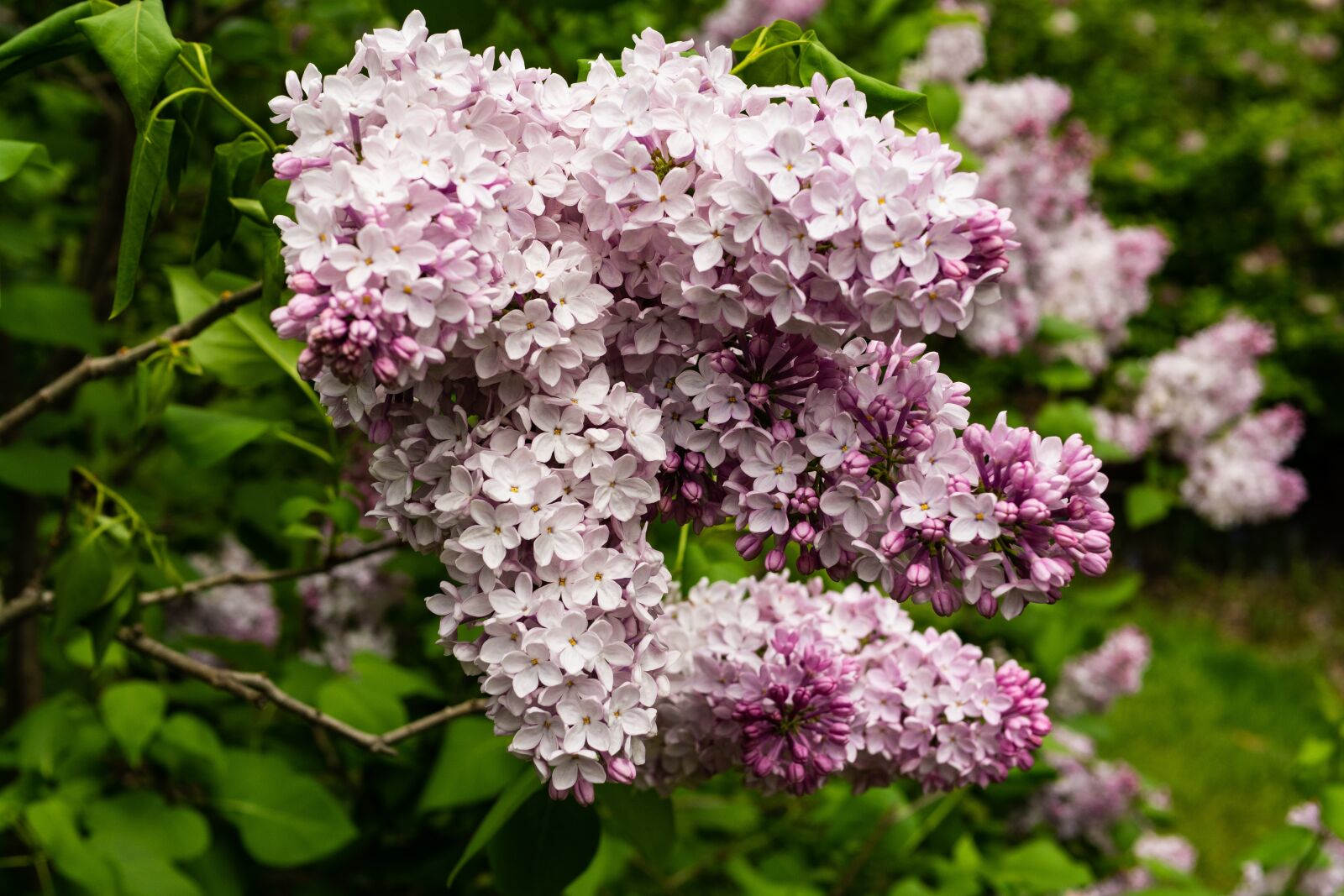 Panasonic Leica DG Summilux 25mm F1.4 II ASPH sample photo. Lilac, flower, blossom photography