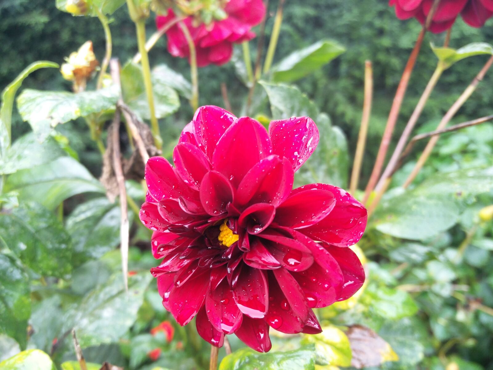 OnePlus 2 sample photo. Red velvet flower, dew photography