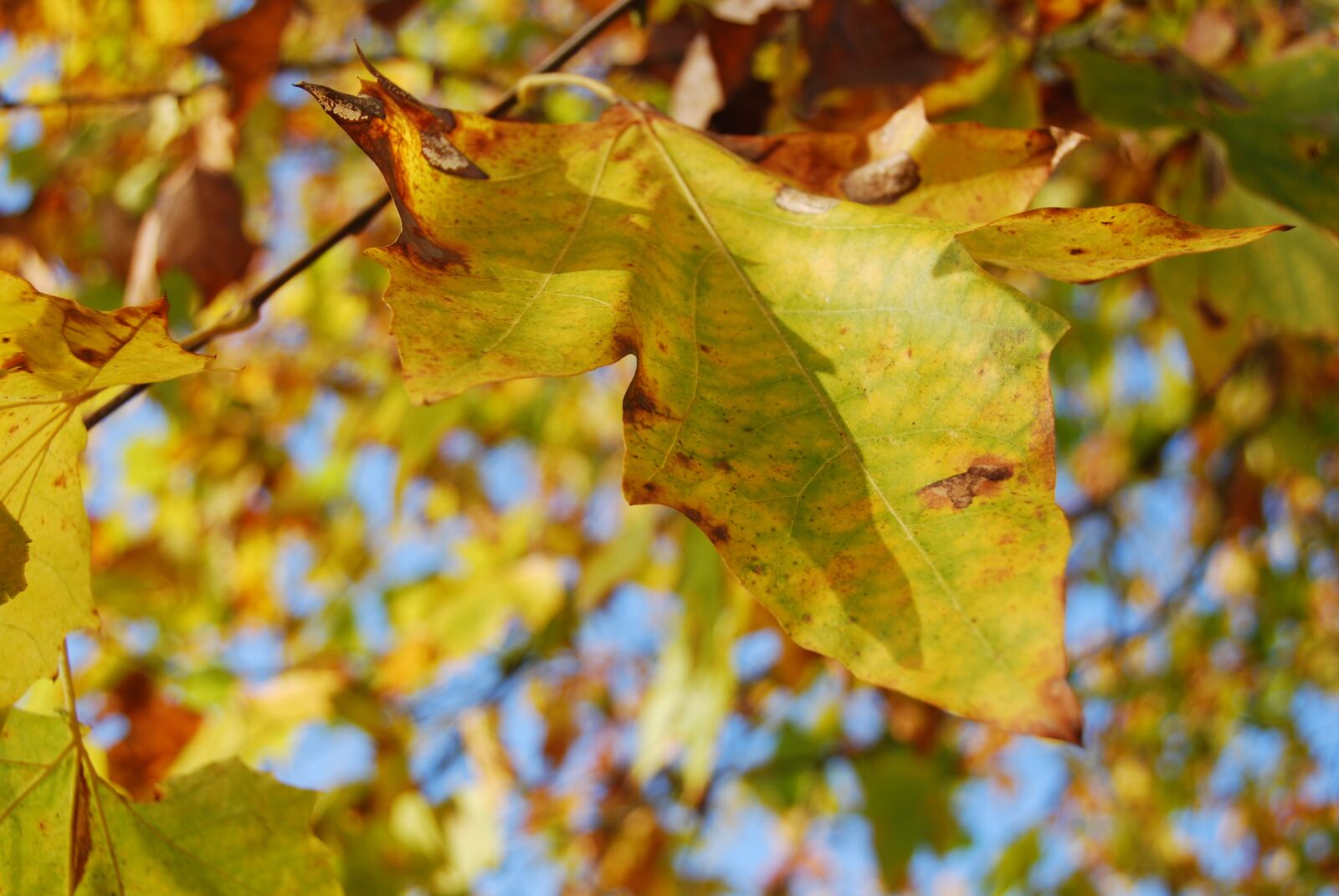 Nikon D80 sample photo. Leaves, autumn, yellow photography