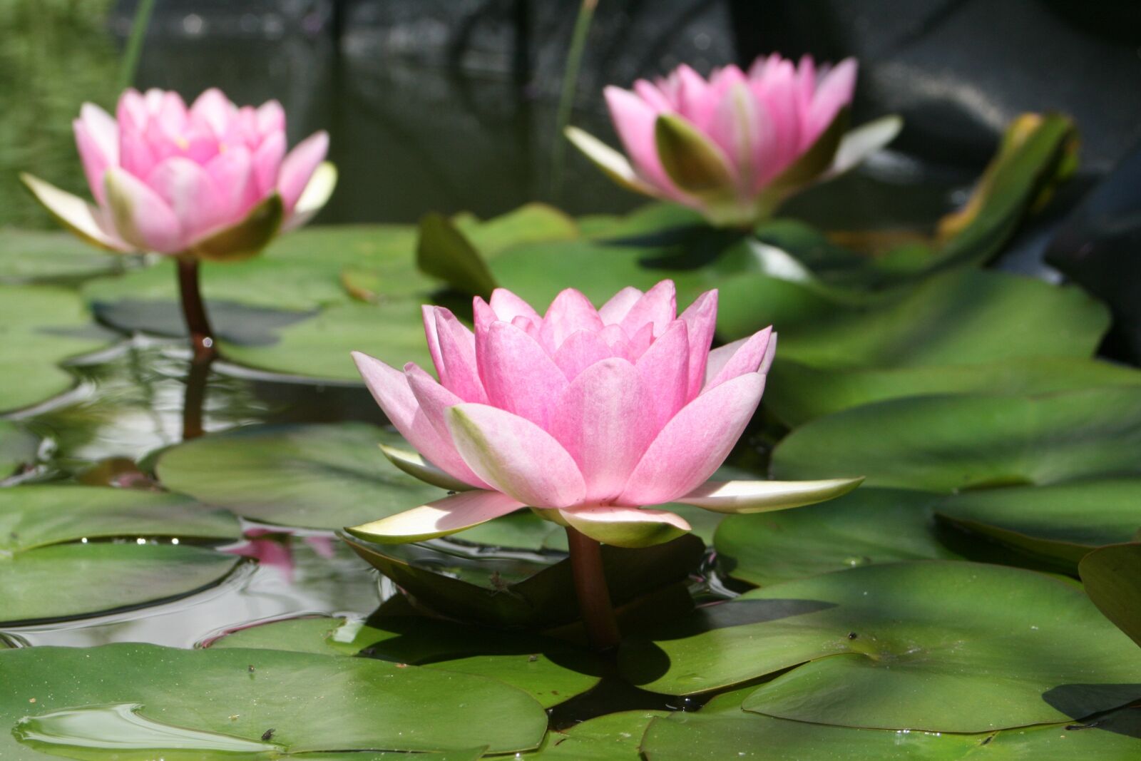 Canon EOS 400D (EOS Digital Rebel XTi / EOS Kiss Digital X) sample photo. Water lily, pond, aquatic photography
