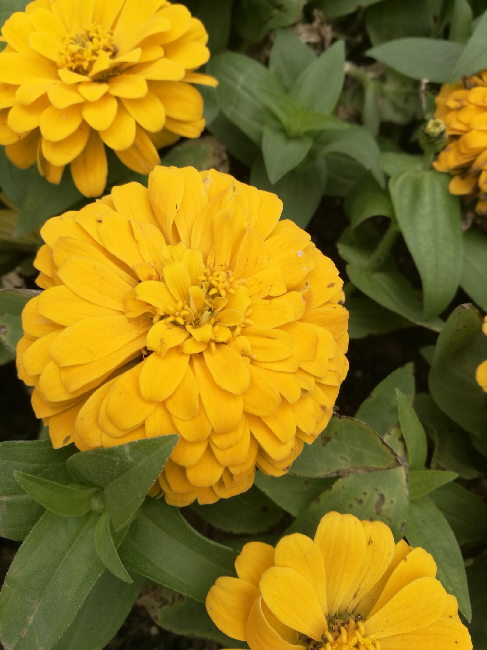 HUAWEI Honor 8 sample photo. Flower, autumn, natural photography