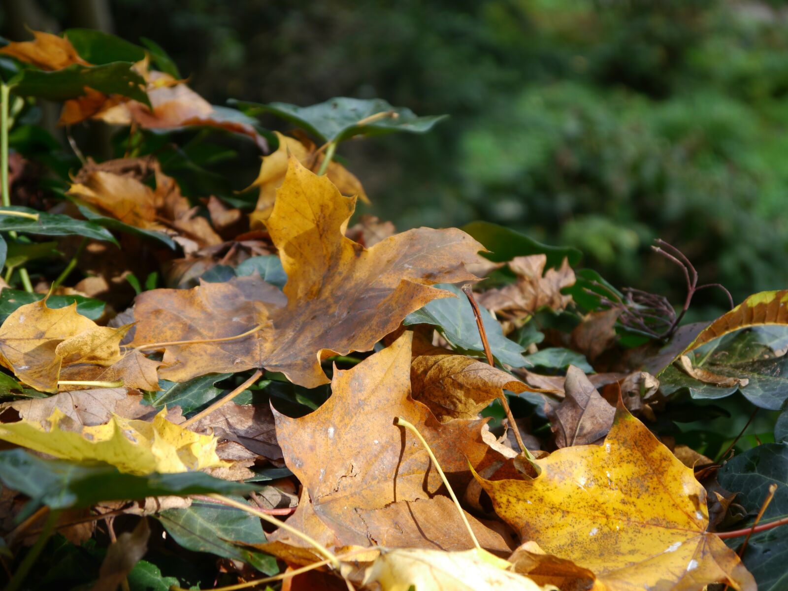 Panasonic Lumix DMC-G5 sample photo. Leaves, autumn, forest photography