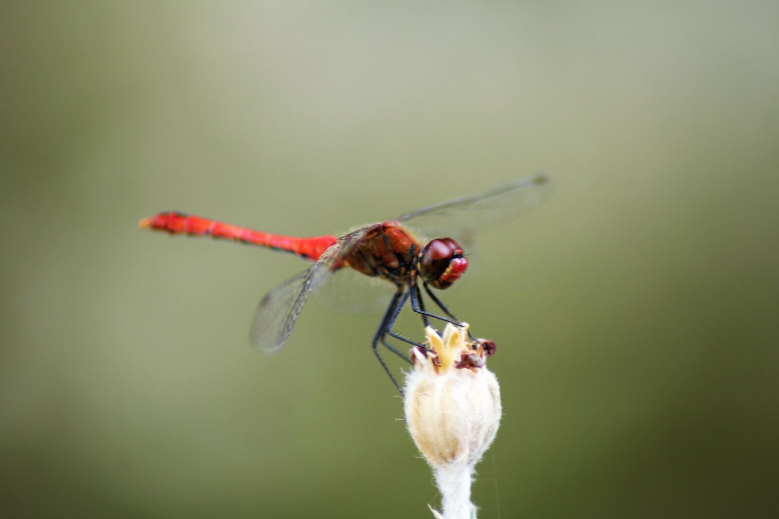 Canon EOS 1200D (EOS Rebel T5 / EOS Kiss X70 / EOS Hi) sample photo. Nature, dragonfly, colors photography