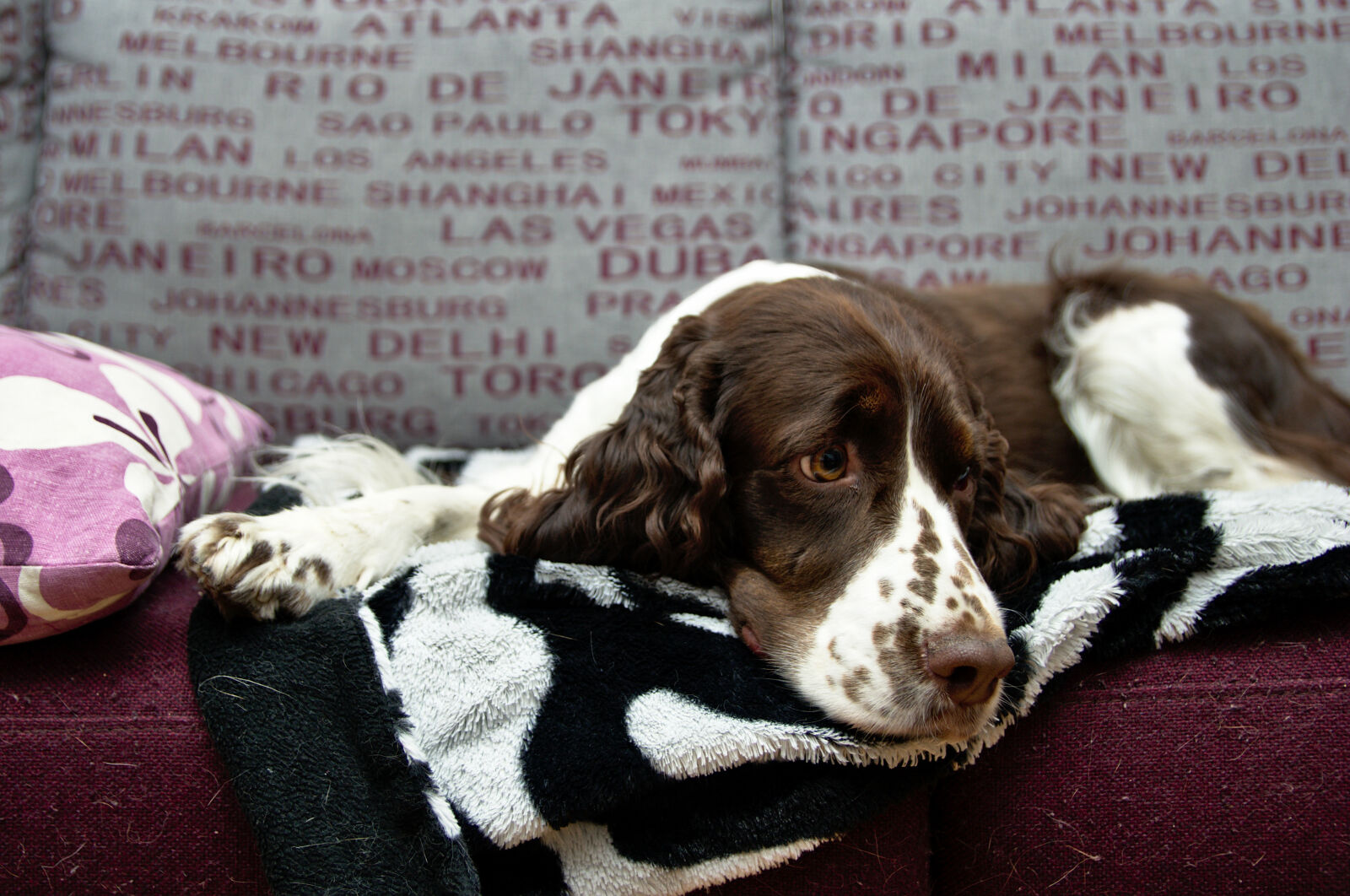 Nikon D3100 + Sigma 17-50mm F2.8 EX DC OS HSM sample photo. Animal, dog, inside, sofa photography