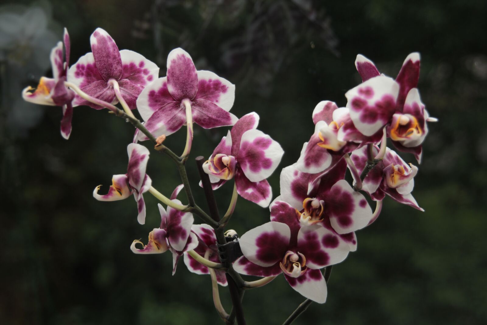 Canon EOS 550D (EOS Rebel T2i / EOS Kiss X4) sample photo. Flowers, orchids, exotic photography
