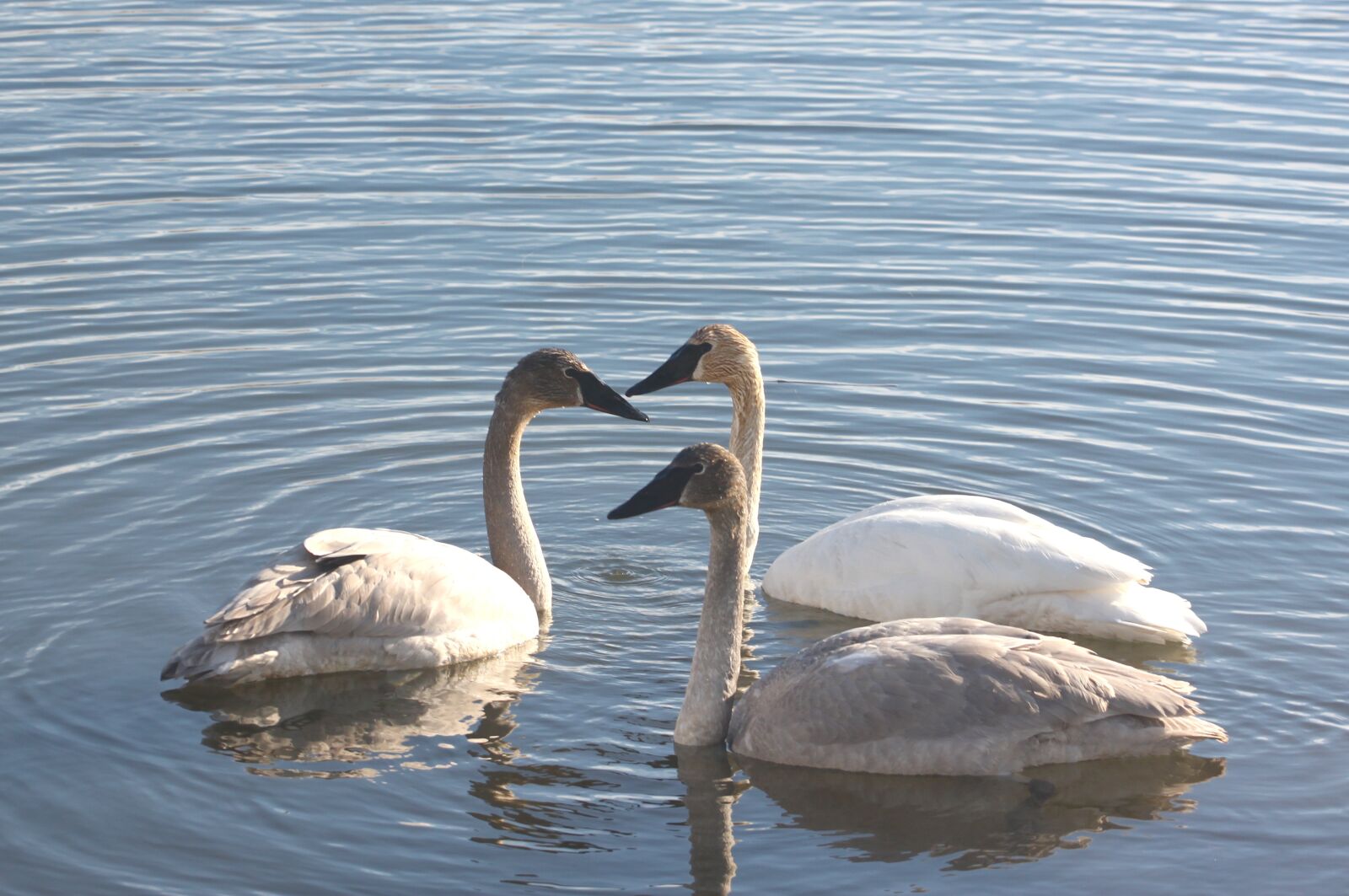 Canon EOS 500D (EOS Rebel T1i / EOS Kiss X3) sample photo. Swans, water, swimming photography