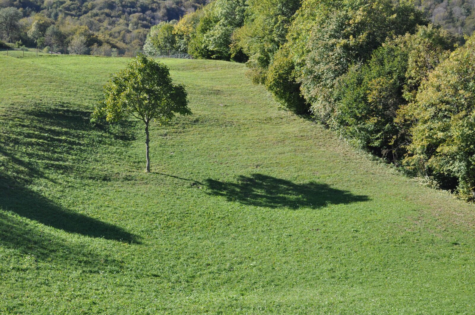 Nikon D5000 sample photo. Tree, landscape, green photography
