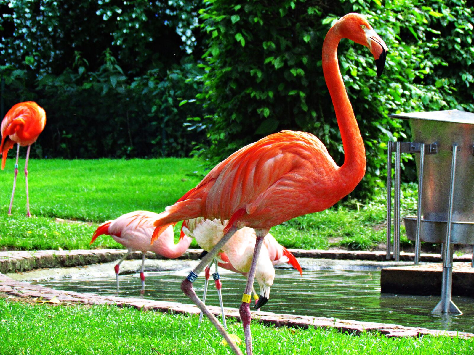 Canon PowerShot SX30 IS sample photo. Flaming, bird, zoo photography