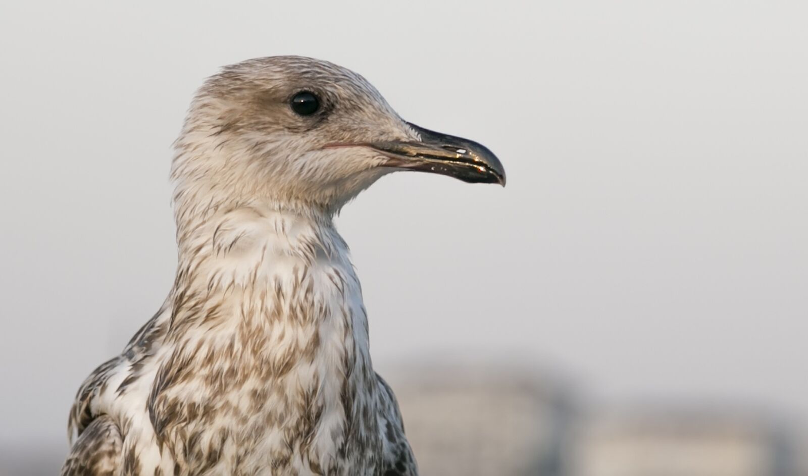 Canon EOS 6D + Canon EF 24-105mm F4L IS USM sample photo. Bird, seagull, animal photography