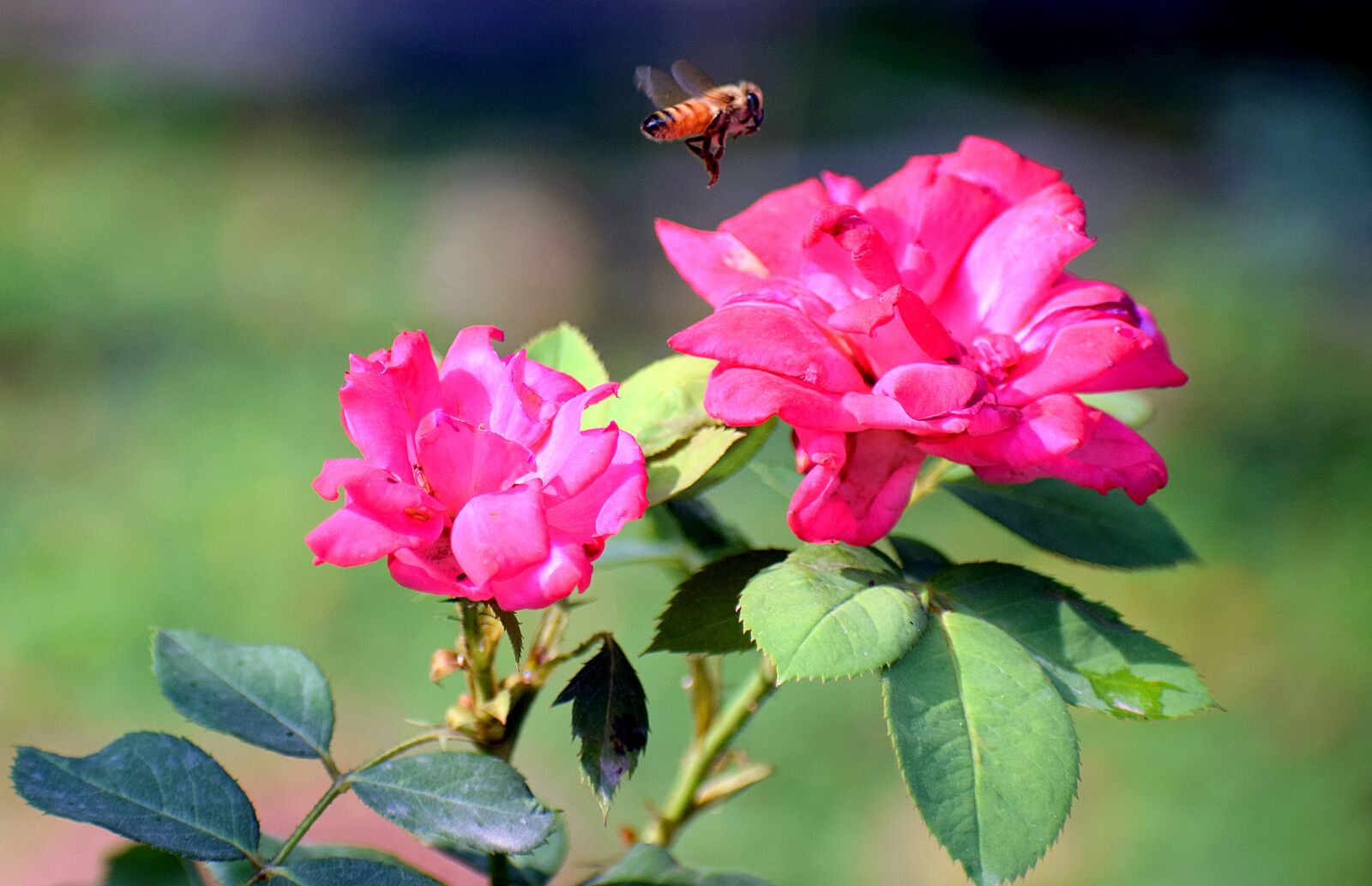 Nikon D3300 sample photo. Rose, flowers, insect photography