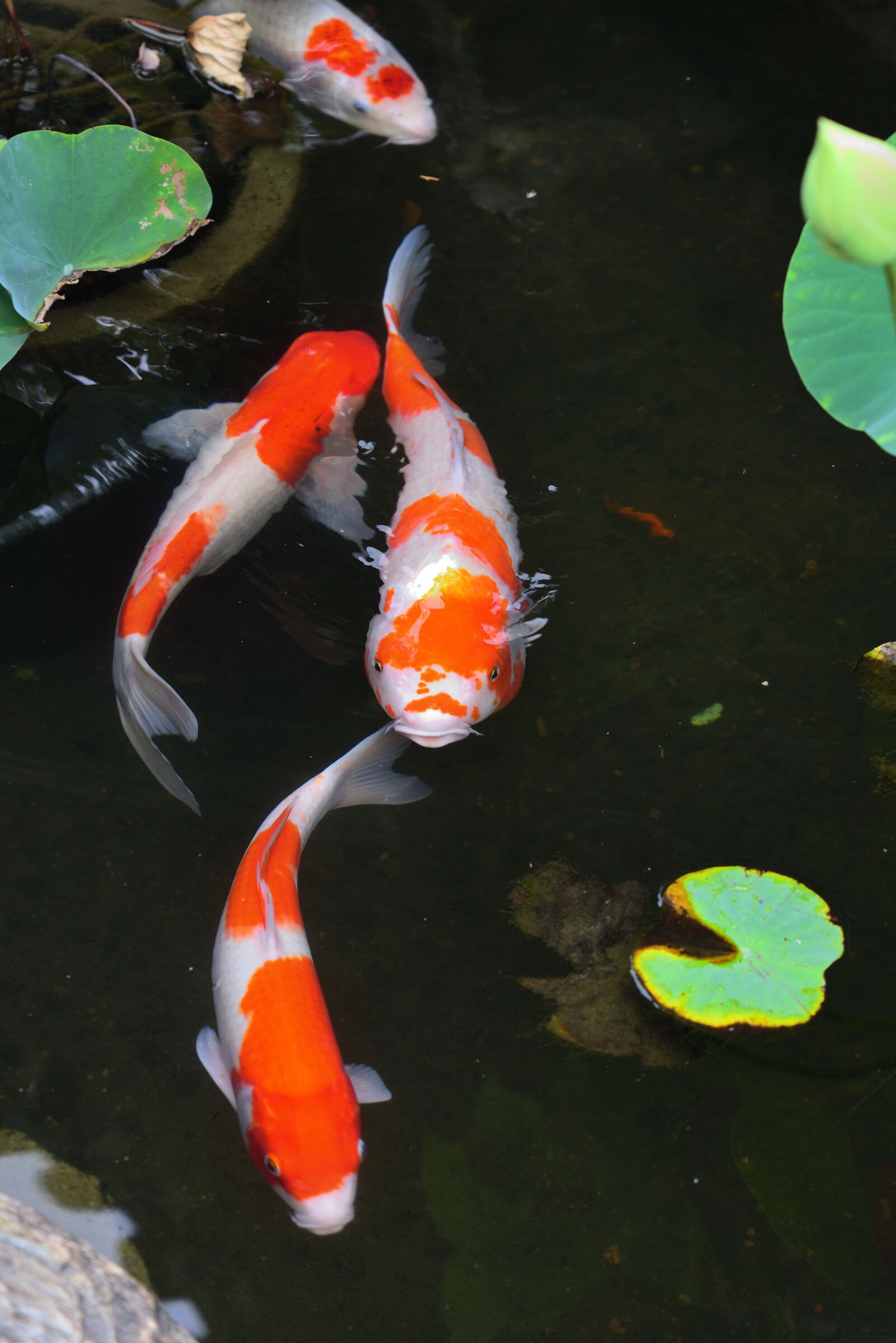 Nikon D750 sample photo. Carp, fish, aquatic animals photography