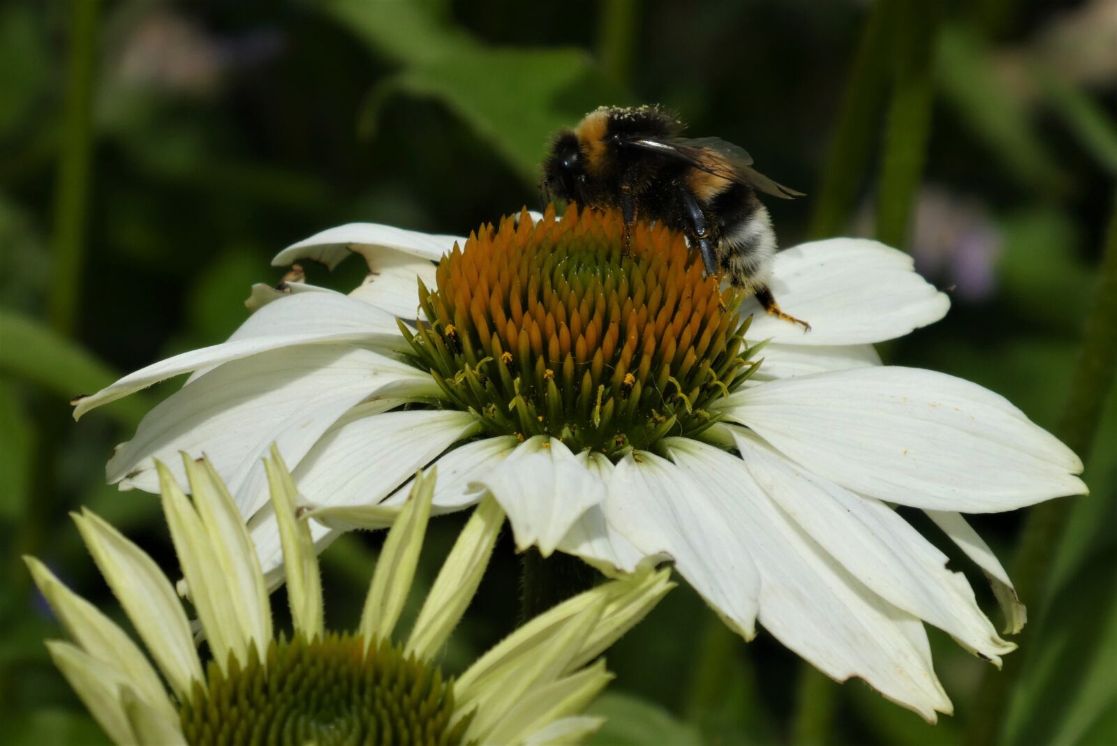 Panasonic Lumix DC-ZS70 (Lumix DC-TZ90) sample photo. Purple coneflower, plant, flower photography