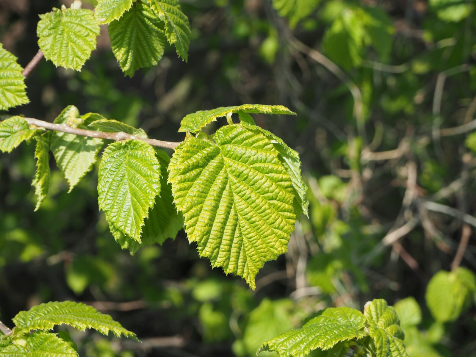 Olympus OM-D E-M10 sample photo. Hazelnut, fresh leaves, fresh photography