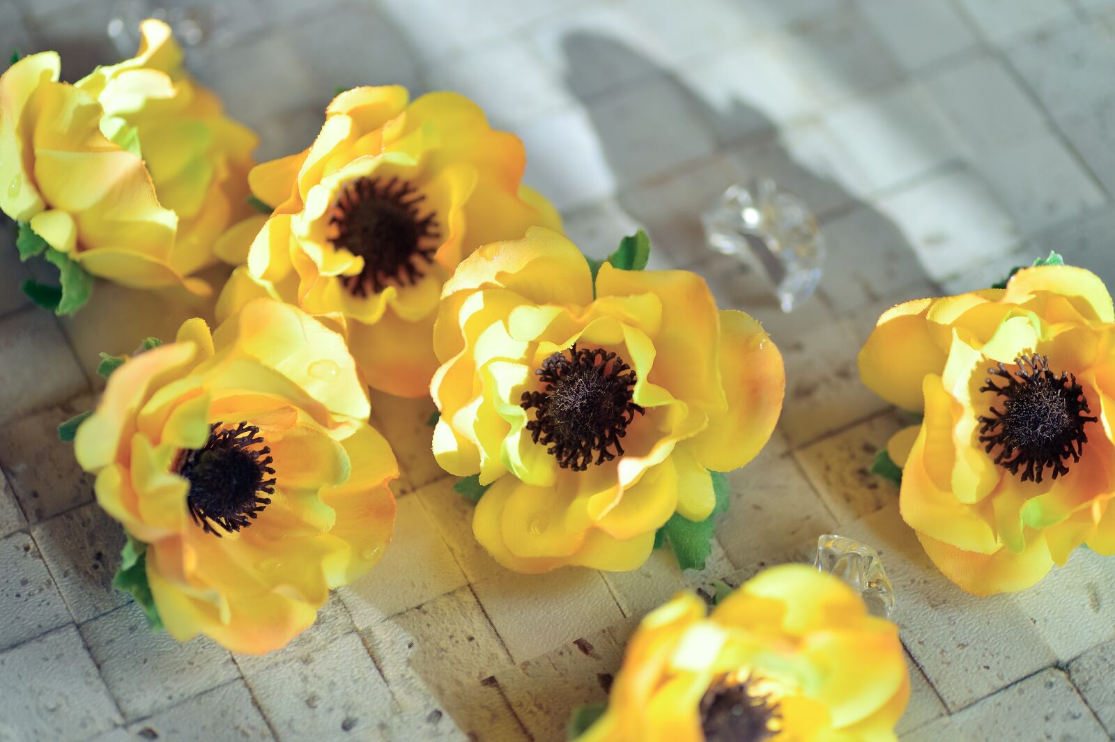 Nikon Df sample photo. Flowers, plant, vivid photography