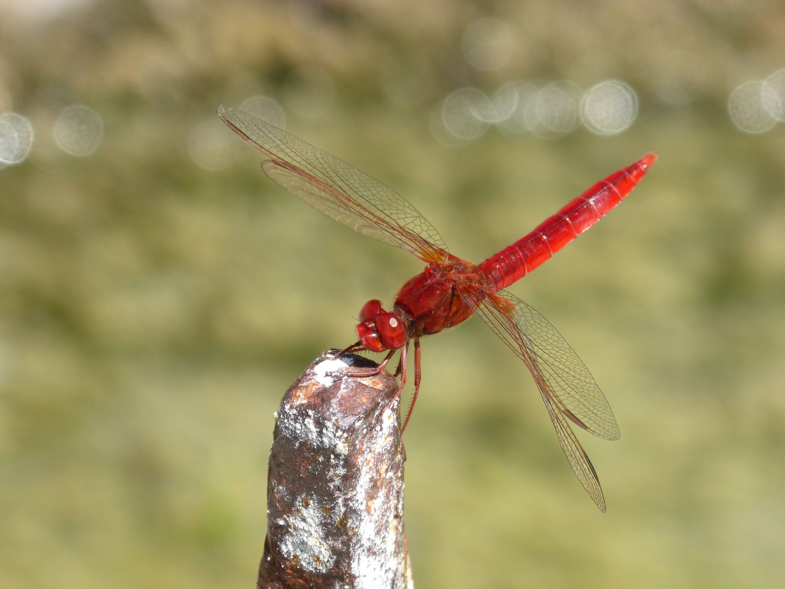 Panasonic DMC-FZ62 sample photo. Red dragonfly, raft, erythraea photography