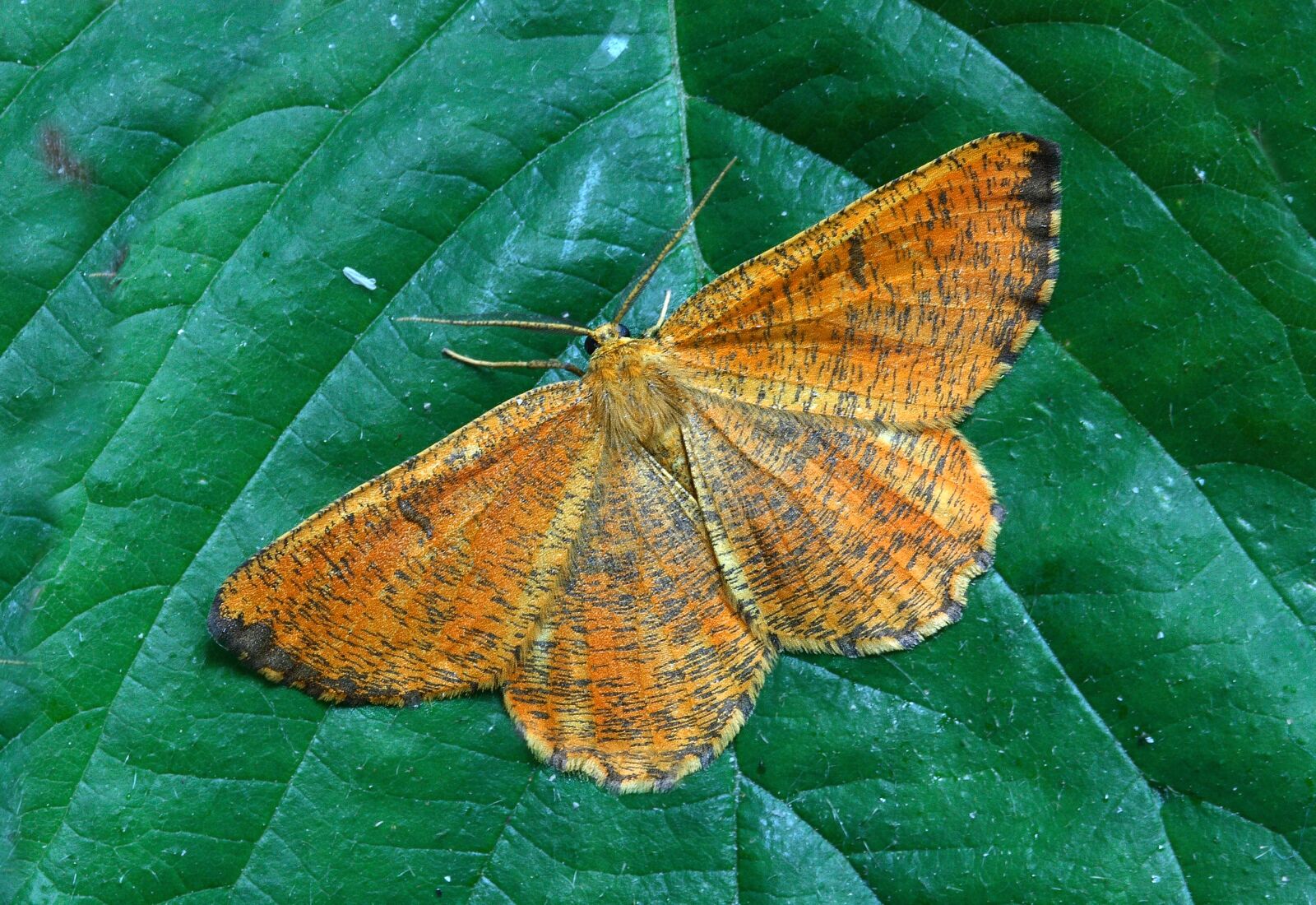 Canon EOS 400D (EOS Digital Rebel XTi / EOS Kiss Digital X) sample photo. Moth, macro, lepidoptera photography