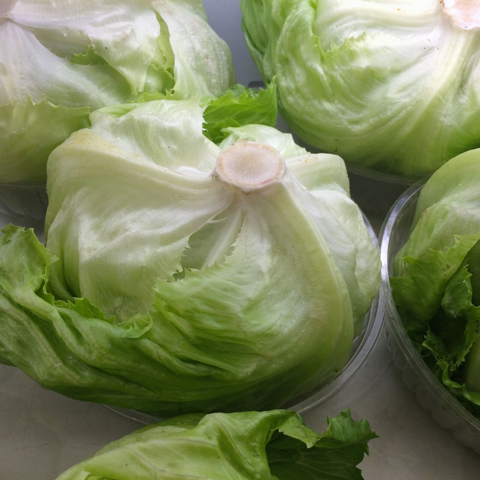 iPhone 5s back camera 4.15mm f/2.2 sample photo. Lettuce, fresh, green photography