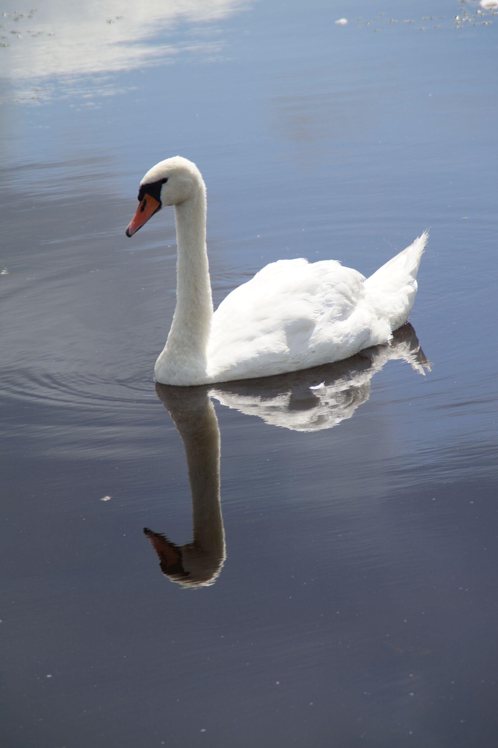 Sony SLT-A58 sample photo. Swan, mute swan, water photography