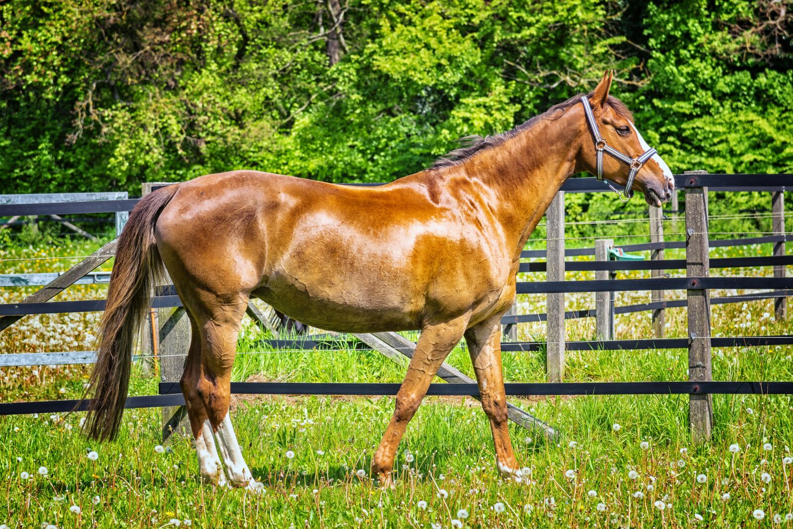 Nikon D3300 sample photo. Horse, animal, coupling photography